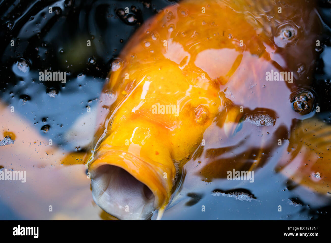Koi fische schwimmen Fotos und Bildmaterial in hoher Auflösung