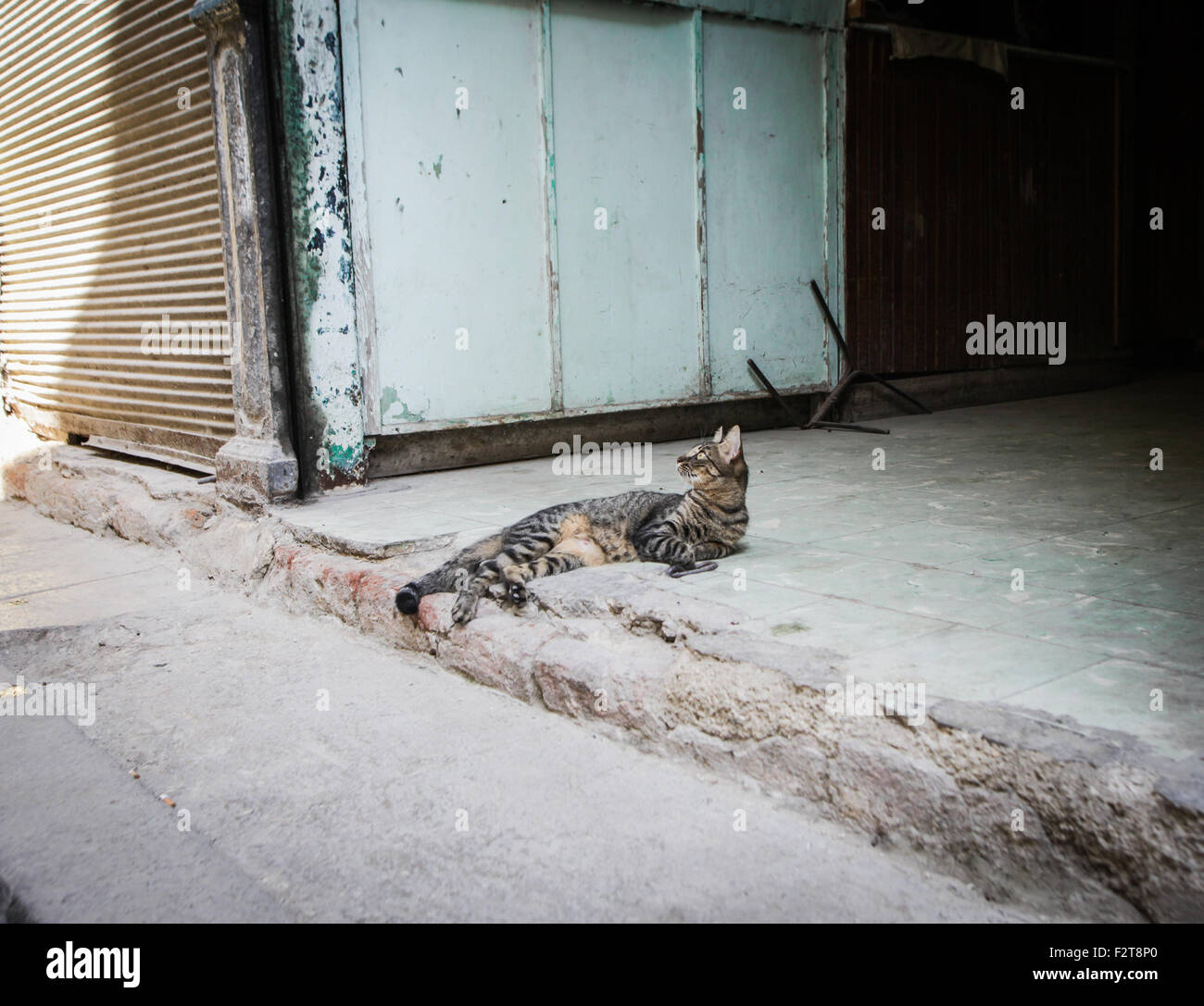 Katze, Havanna-Kuba Stockfoto