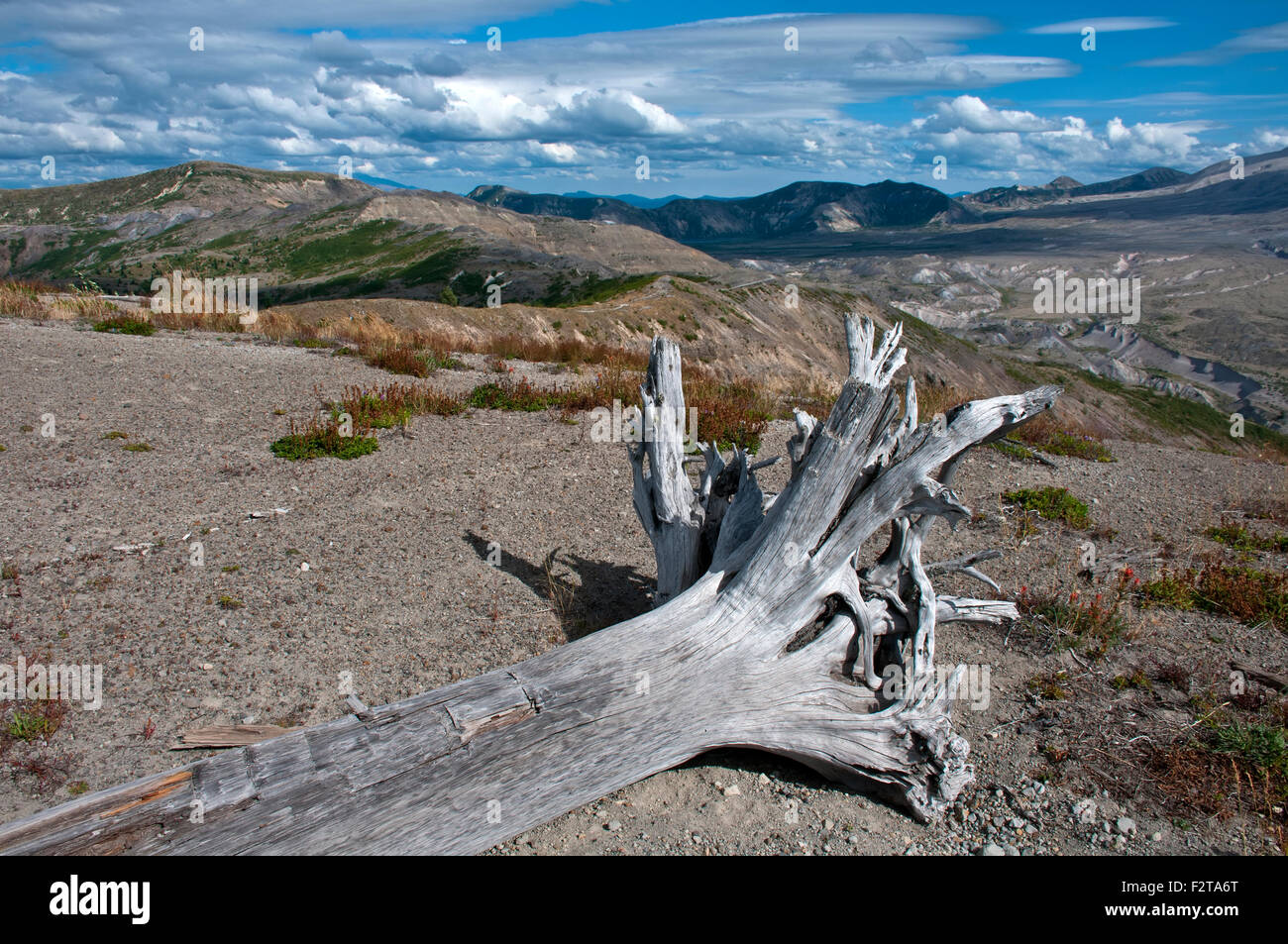 Toter Baum in der Nähe von Mount St. Helens National Volcanic Monument, Stockfoto