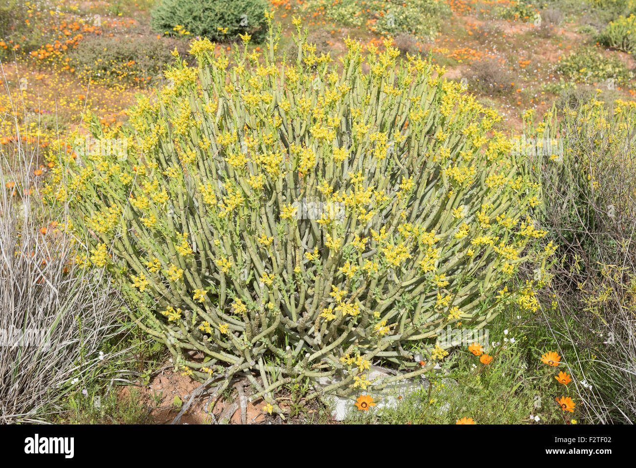 Bleistift Milkbush, Euphorbia Mauritanica ist ein Strauch bis zu 1 Meter hoch mit Runde, grüne Zweige, die weißen Strahlen sap wenn ich Stockfoto