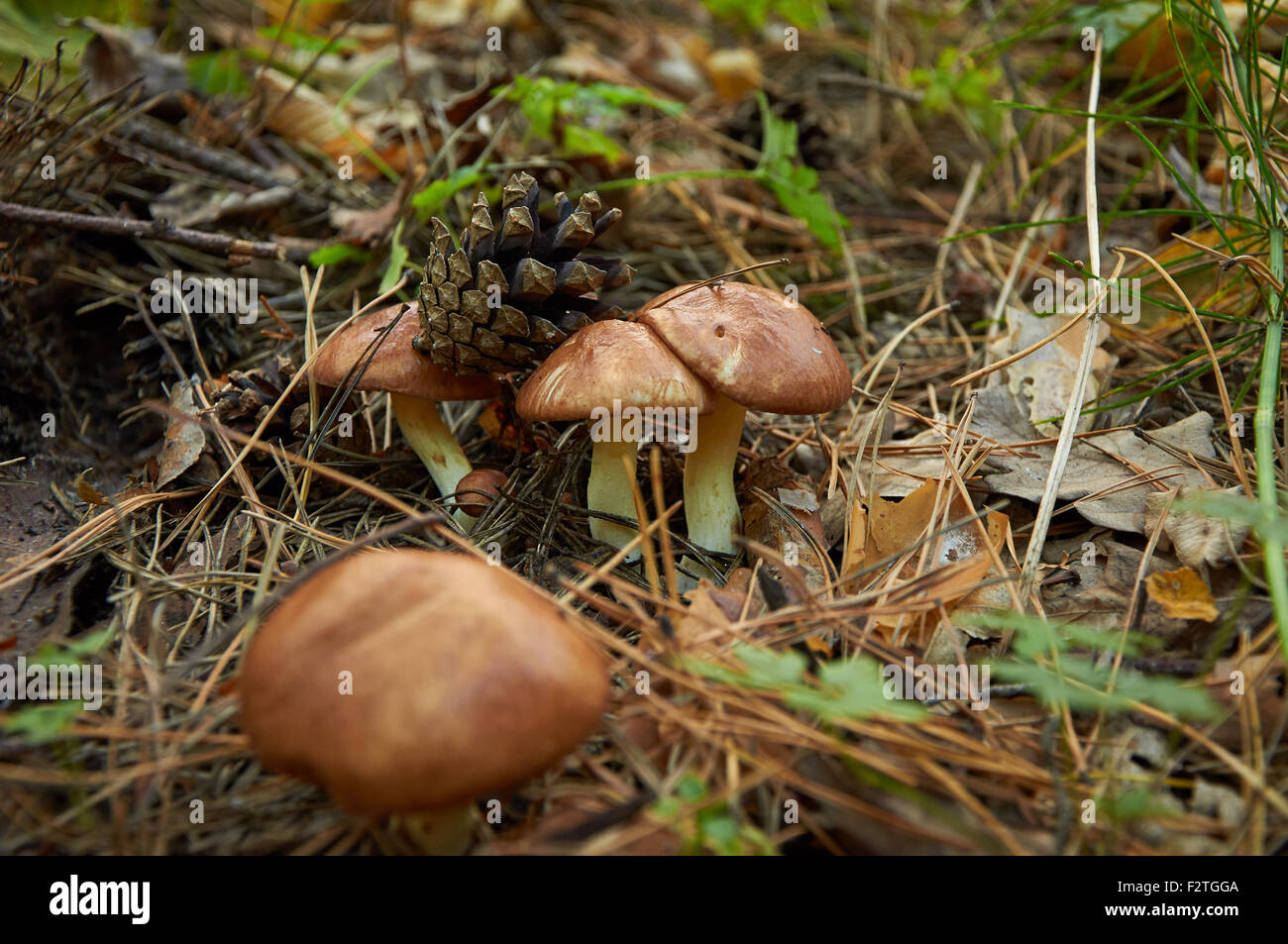 Drei kleine Suillus Luteus Pilz mit Tannenzapfen Stockfoto