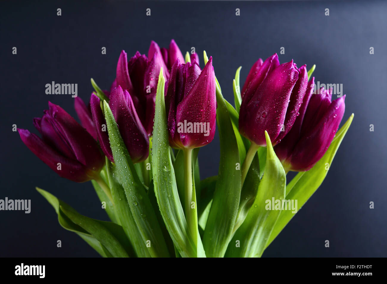 Tulpen auf einem schwarzen Hintergrund, Blumen Stockfoto