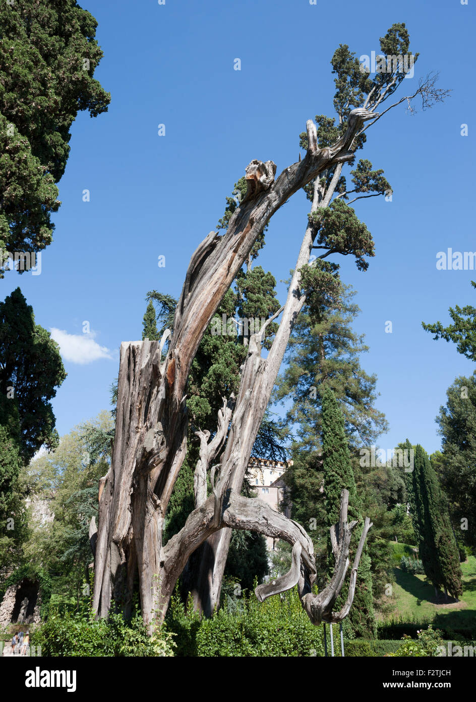 Verdrehte Bäume in Italien Stockfoto
