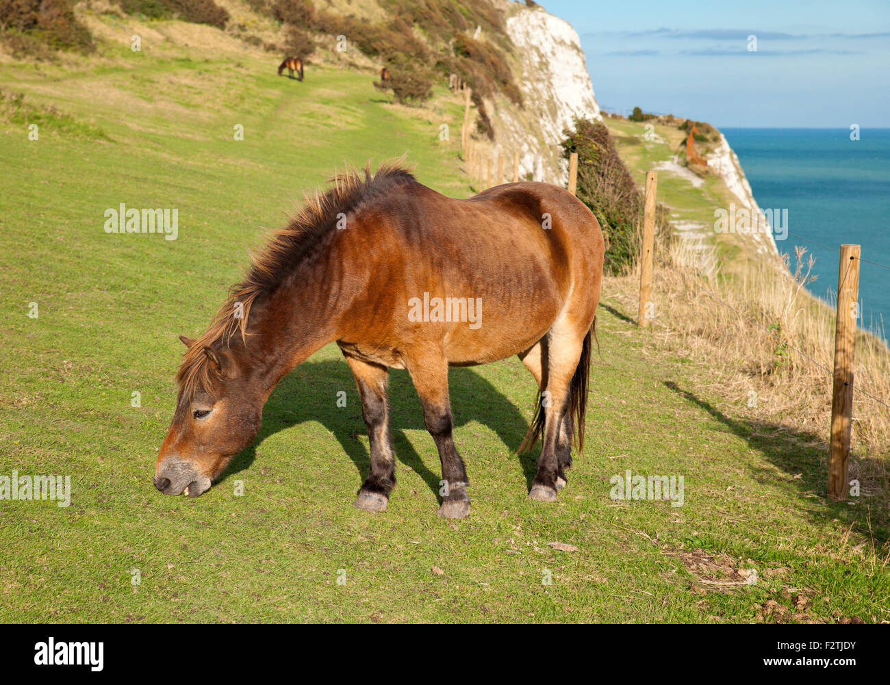Exmoor Ponys grasen auf der Wiese der Kreide von den weißen Klippen von Dover. Stockfoto