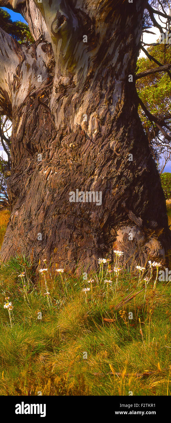 Australien: Snow Gum Baumstamm und Gänseblümchen, Snowy Mountains, New South Wales Stockfoto