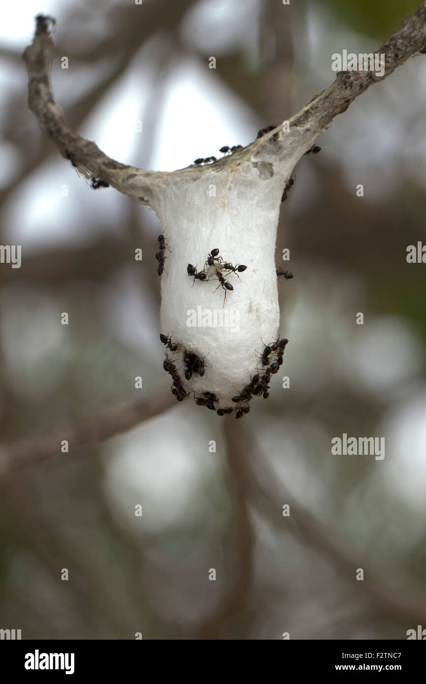 Ameisen (formicidaearten SP.), Angriff auf ein Ootheca eine Gottesanbeterin, Isalo Nationalpark, Madagaskar Stockfoto