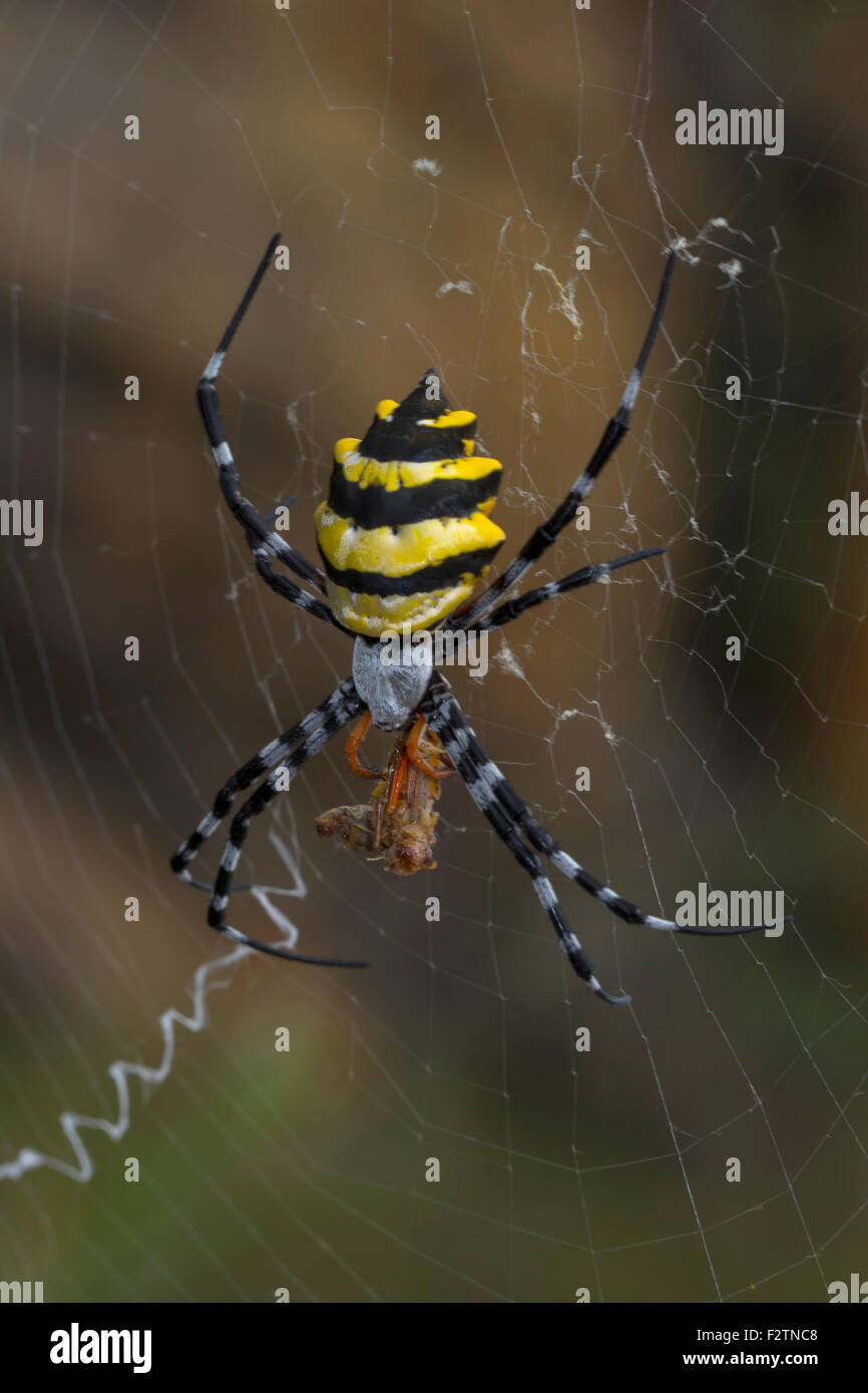 Wasp Spider (Argiope Coquereli) mit Beute, Isalo Nationalpark, Madagaskar Stockfoto