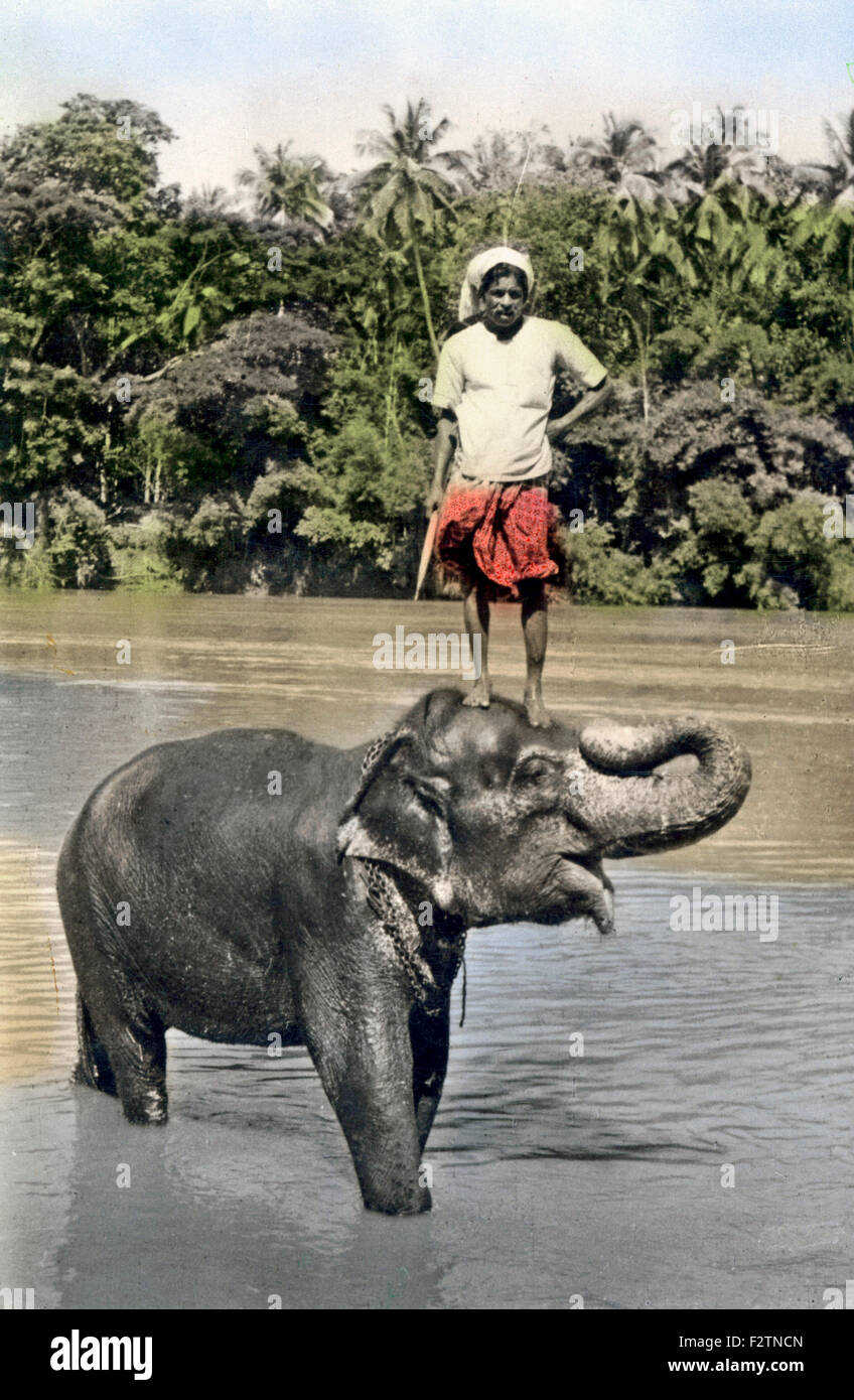 Mann stand auf einem indischen Elefanten (Elephas Maximus), ca. 1900, Indien Stockfoto