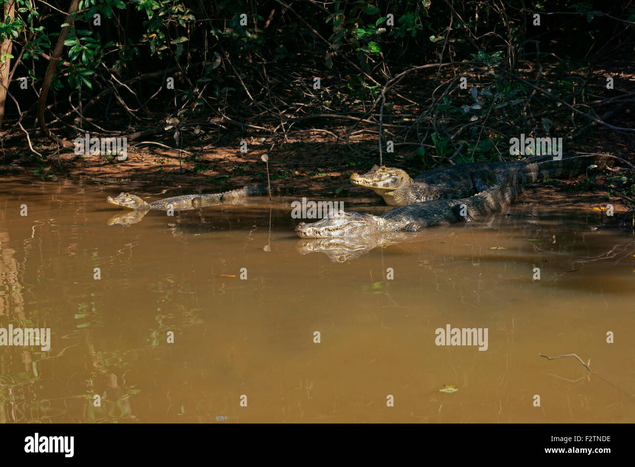 Yacare Kaimane (Caiman Yacare, Caiman Crocodilus Yacare) liegen an der Küste im Wasser, Pantanal, Brasilien Stockfoto