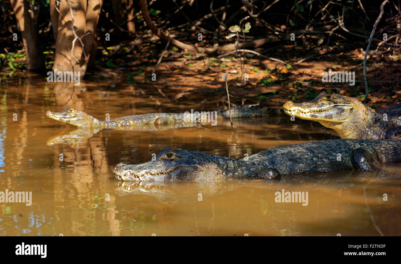 Yacare Kaimane (Caiman Yacare, Caiman Crocodilus Yacare), liegen am Ufer, im Wasser, Pantanal, Brasilien Stockfoto