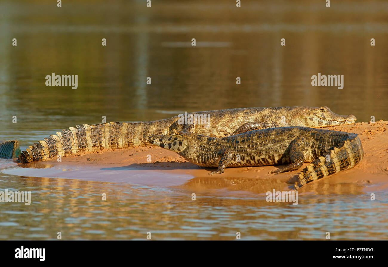 Yacare Kaimane (Caiman Yacare, Caiman Crocodilus Yacare), liegend auf einer Sandbank, Pantanal, Brasilien Stockfoto