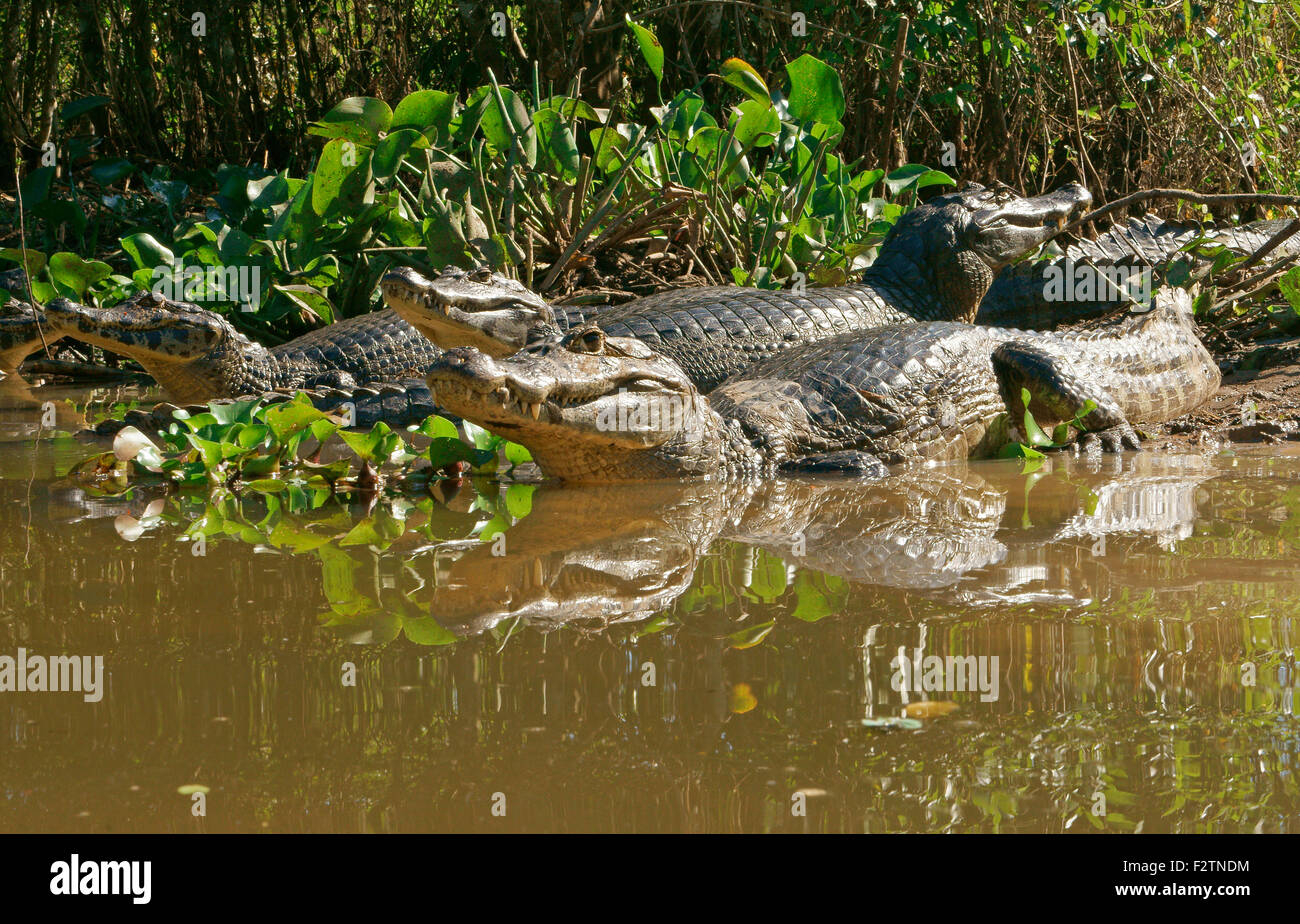 Yacare Kaimane (Caiman Yacare, Caiman Crocodilus Yacare), liegen am Ufer, im Wasser, Pantanal, Brasilien Stockfoto