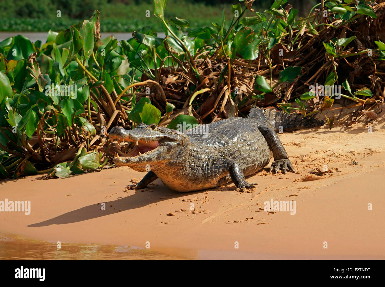 Yacare Kaiman (Caiman Yacare, Caiman Crocodilus Yacare) mit offenem Mund, Pantanal, Brasilien Stockfoto