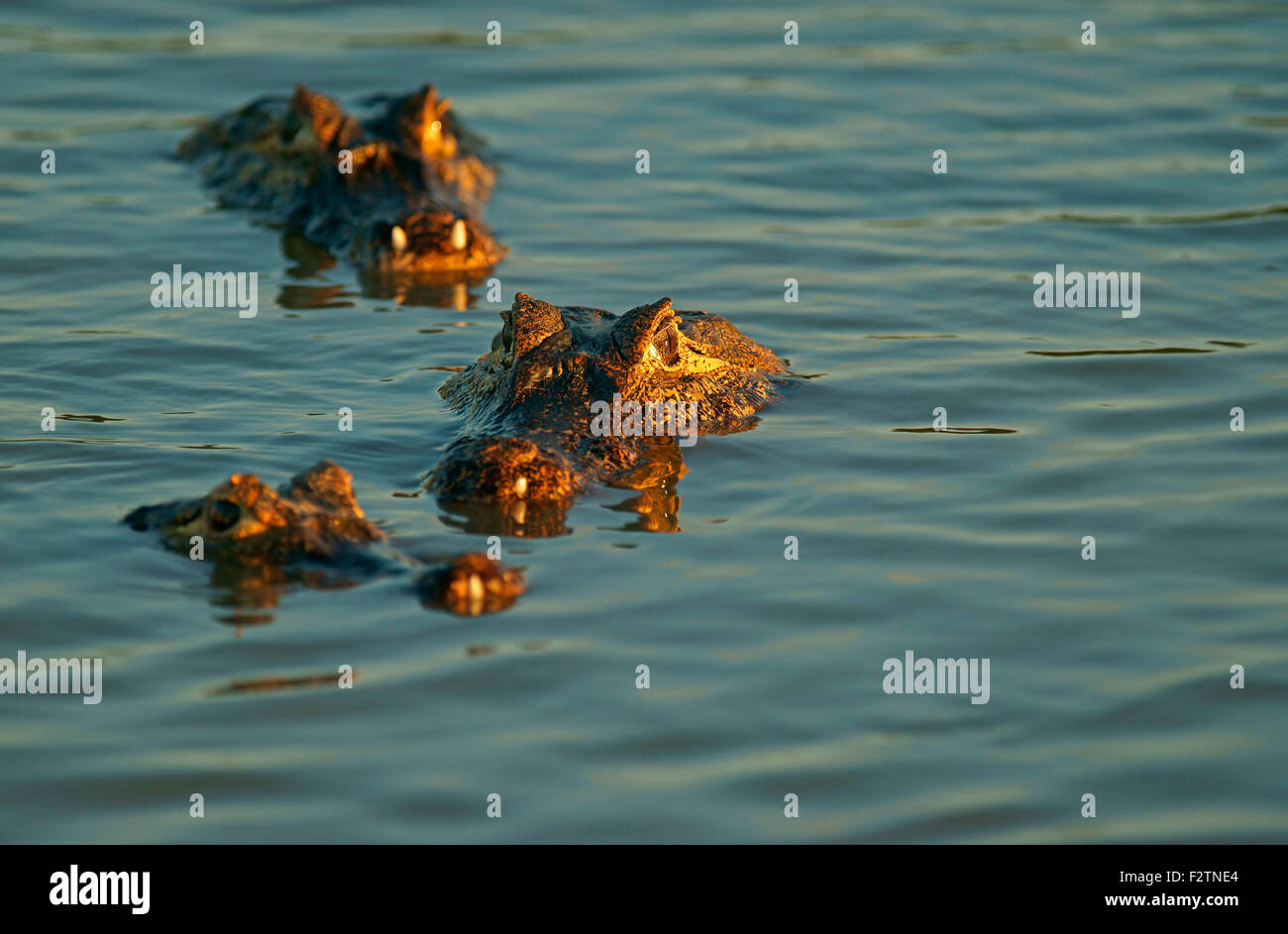 Yacare Kaimane (Caiman Yacare, Caiman Crocodilus Yacare), lauern im Wasser, Pantanal, Brasilien Stockfoto
