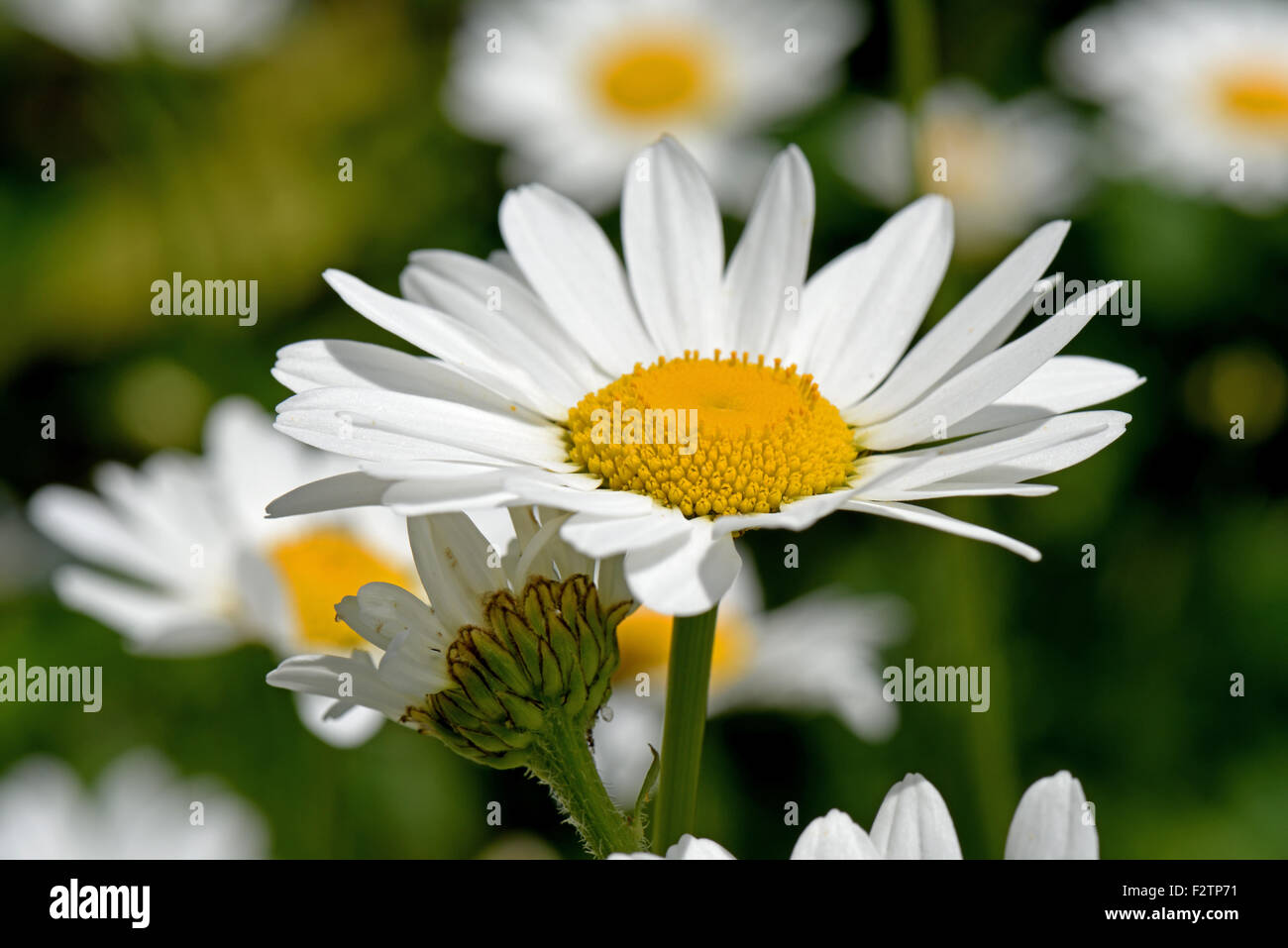 Leuchtend weiße Blüten der Ochsen-Auge Gänseblümchen, Leucanthemum Vulgare, mit ihren leuchtenden gelben Zentren an einem dunny Sommertag Stockfoto