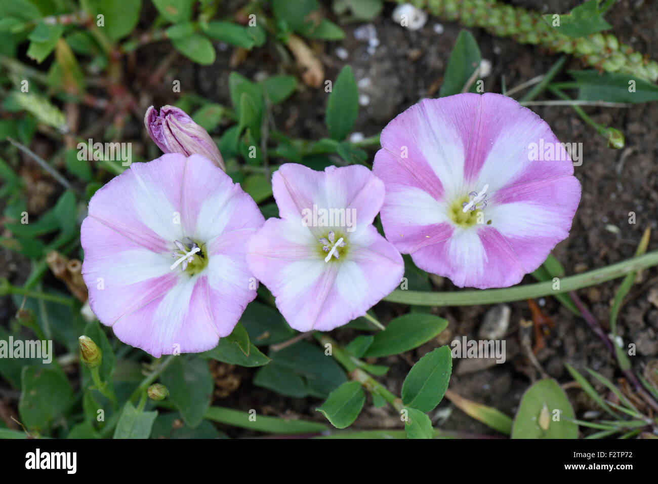 Feld-Winde, Convolvulus Arvensis, Blumen auf Prostata jährliche Acker-Unkraut, Berkshire, Juni Stockfoto