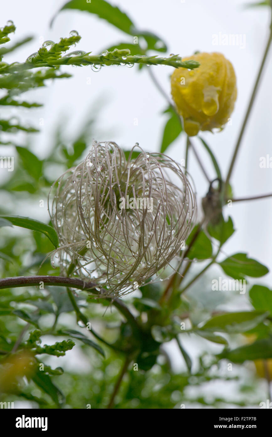 Regenwasser-Tröpfchen auf die Seedhead der Clematis Tangutica wachsen in eine Hecke mit einer nassen Blume hinter, Berkshire, August Stockfoto