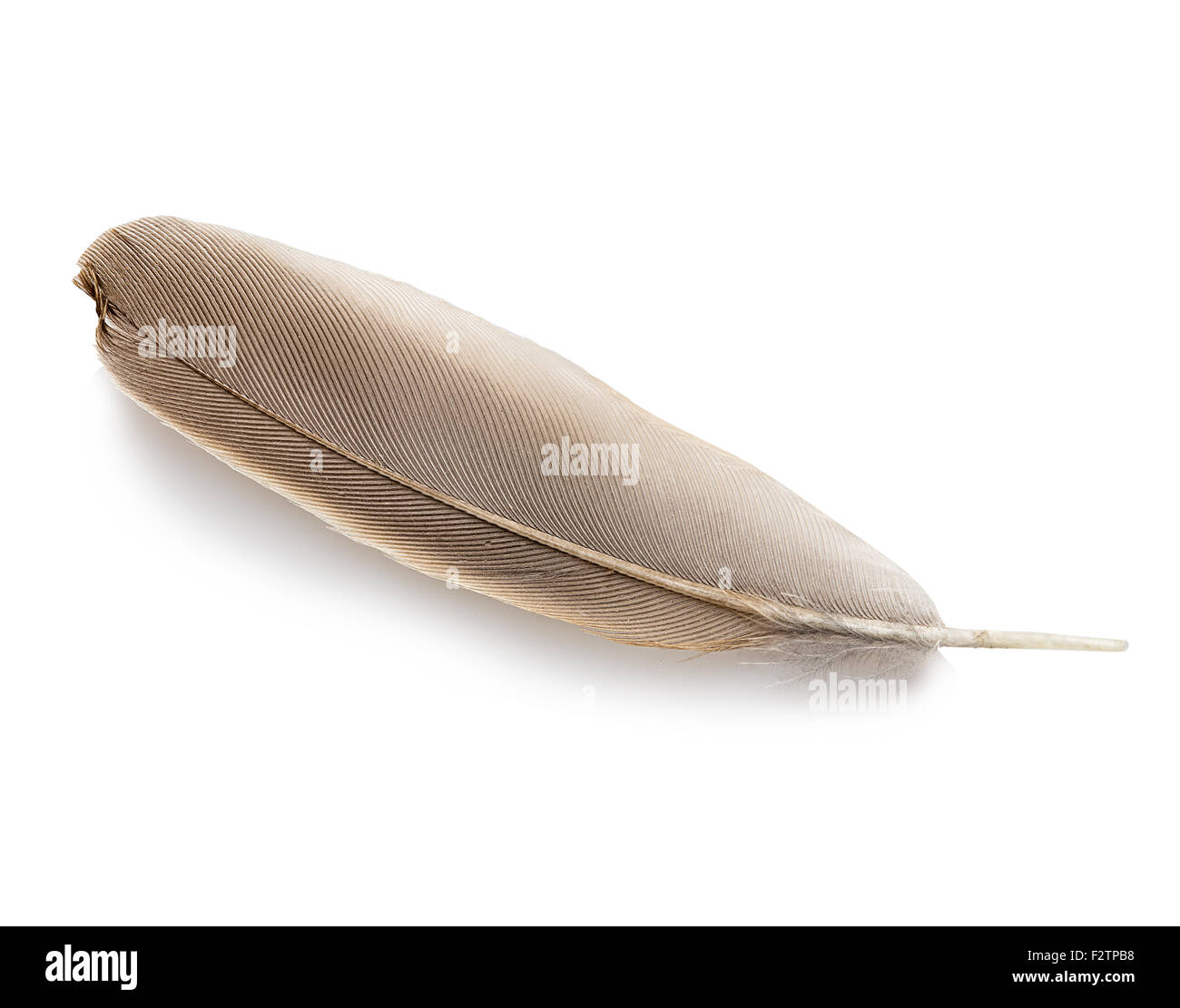 Feder isoliert. Stockfoto