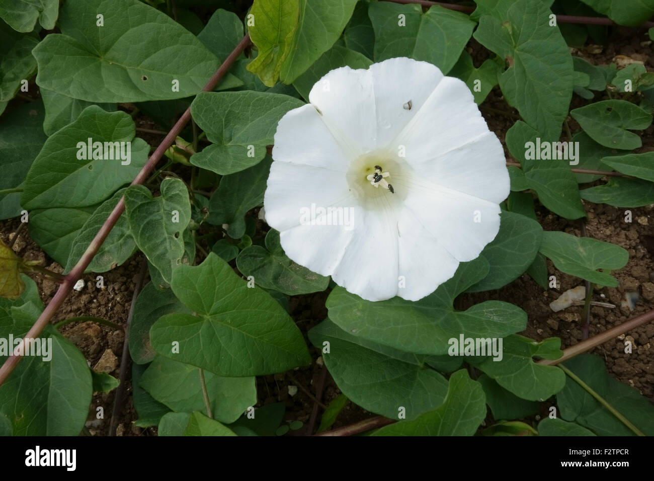 Größere oder absichern, Ackerwinde, Calystegia Sepium, Blumen auf Prostata jährliche Acker-Unkraut, Berkshire, Juni Stockfoto
