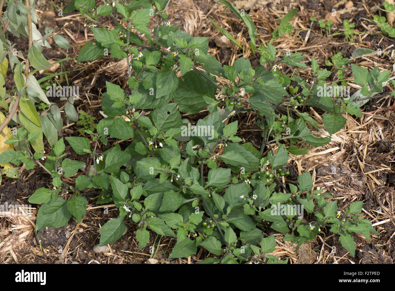 Schwarzer Nachtschatten, Solanum Nigrum, blühende Pflanze von einer jährlichen AckerUnkraut mit