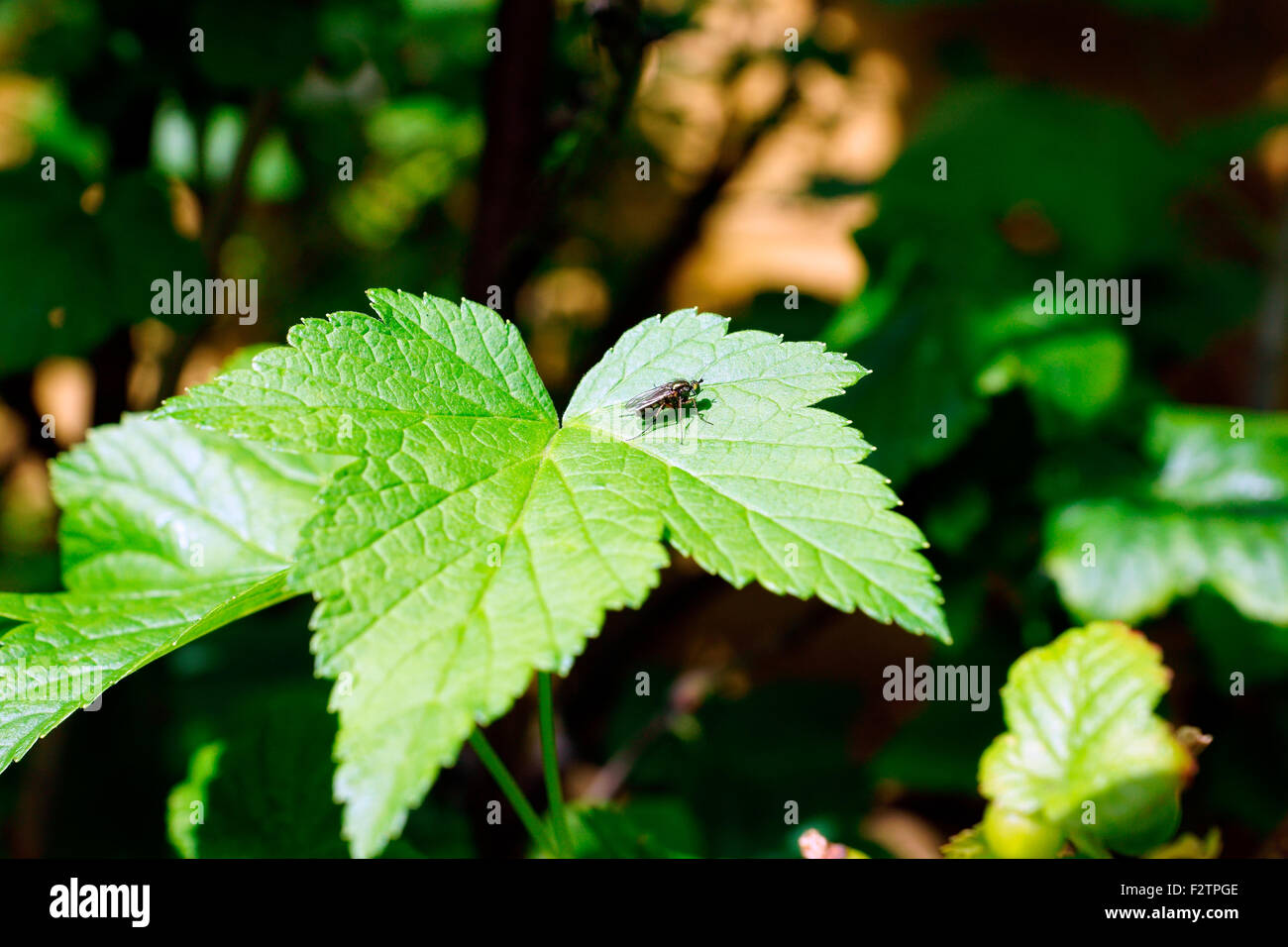 SCHLAG-FLY Stockfoto