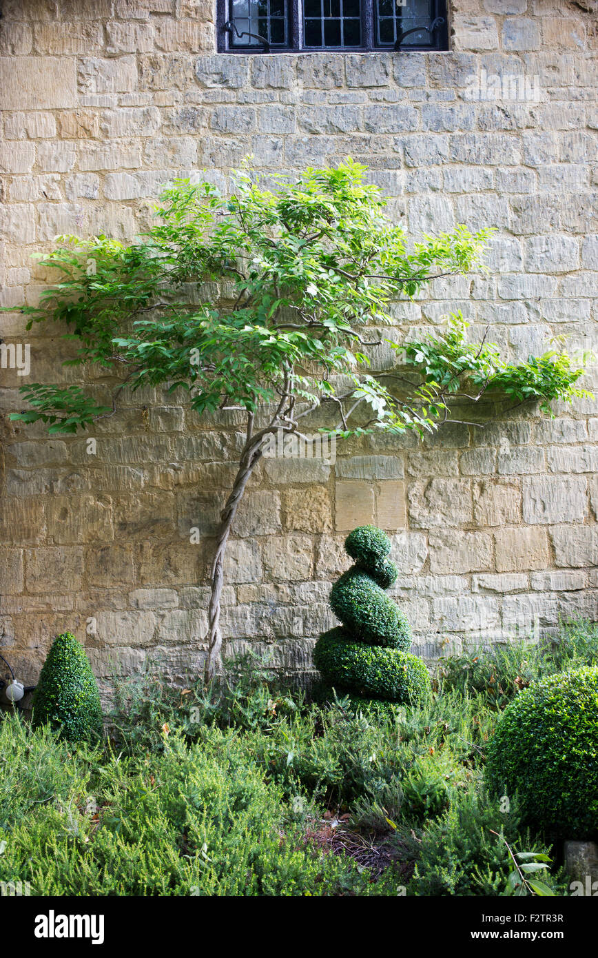 Glyzinien Rebe und Box Hecke gegen eine Steinmauer Cotswold. Cotswolds breiten Campden, Gloucestershire, England Stockfoto