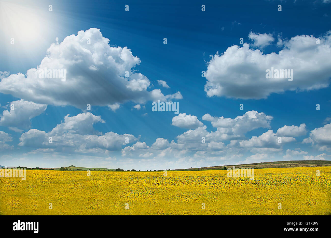 Sonnenblumenfeld, Strahlen Himmel mit Wolken eine Sonne Stockfoto