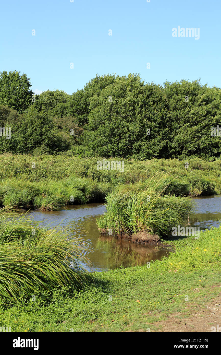 Sümpfe an Brecca, Parc Naturel Regional de Briere, Guerande, Loire Atlantique, Frankreich, Europa Stockfoto