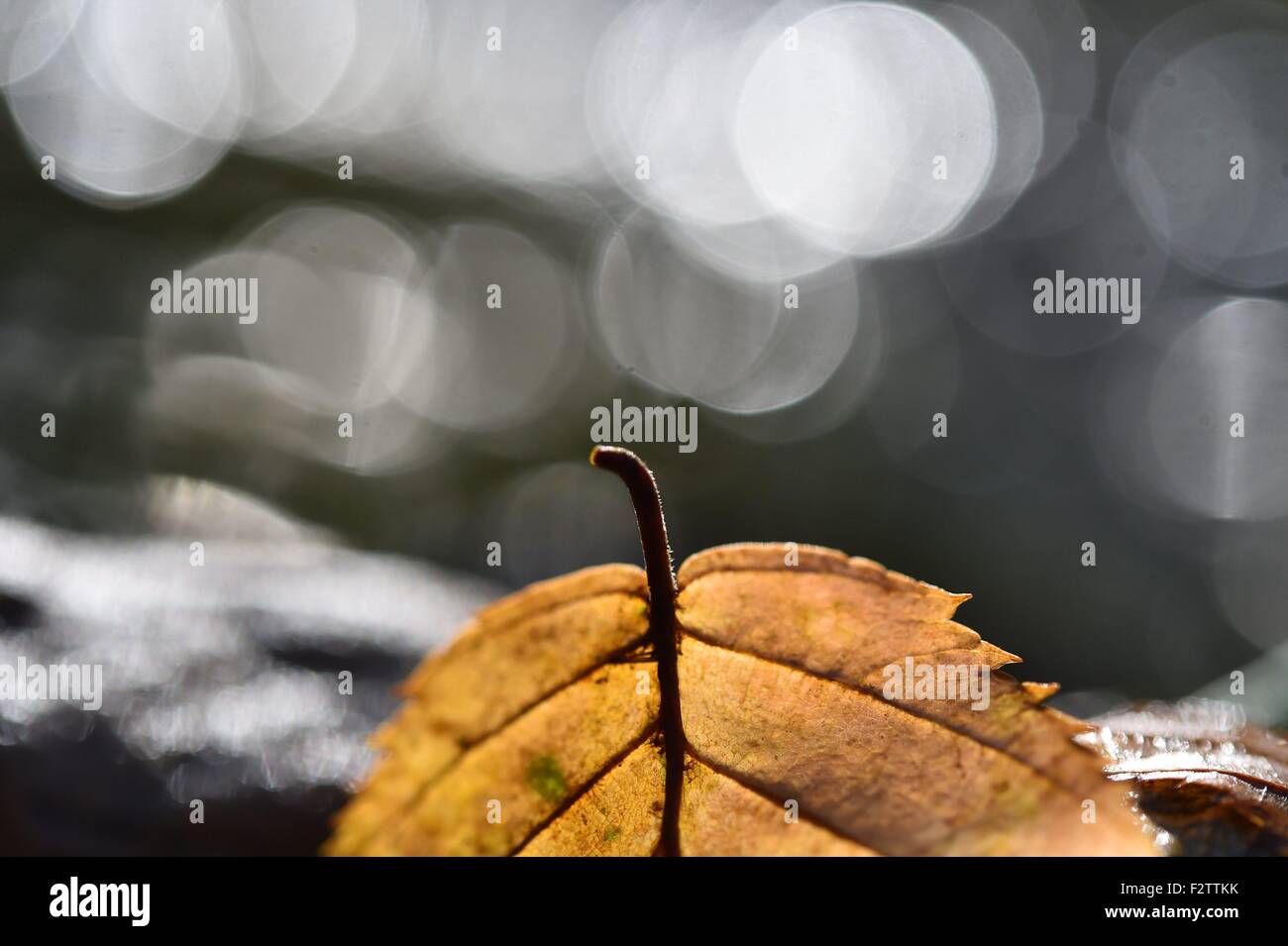 Ein Blatt im Herbst, Deutschland, in der Nähe von Stadt von Riefensbeek, 23. September 2015. Foto: Frank Mai Stockfoto