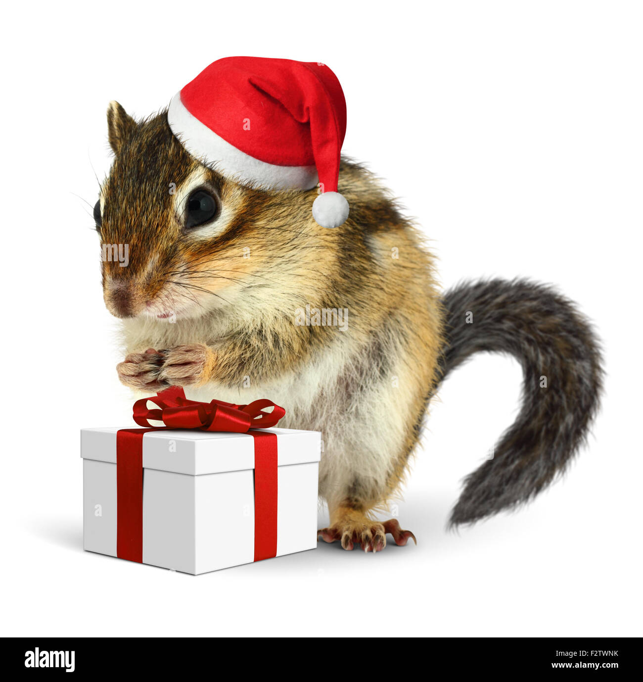 Streifenhörnchen in roten Weihnachtsmann-Mütze mit Geschenkbox auf weißem Hintergrund Stockfoto