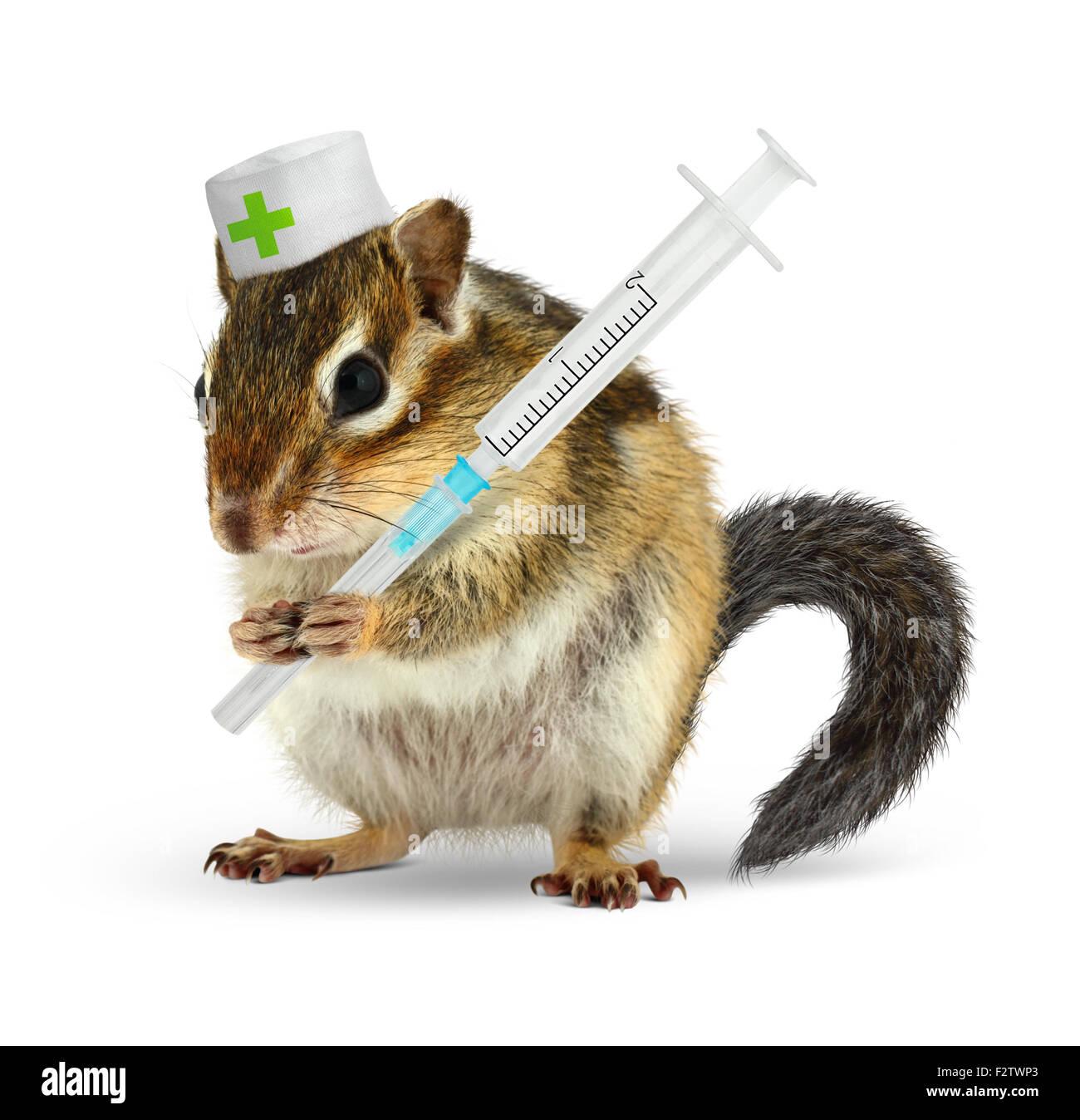 Veterinär-Konzept, Lustige Streifenhörnchen mit Spritze isoliert auf weiss Stockfoto