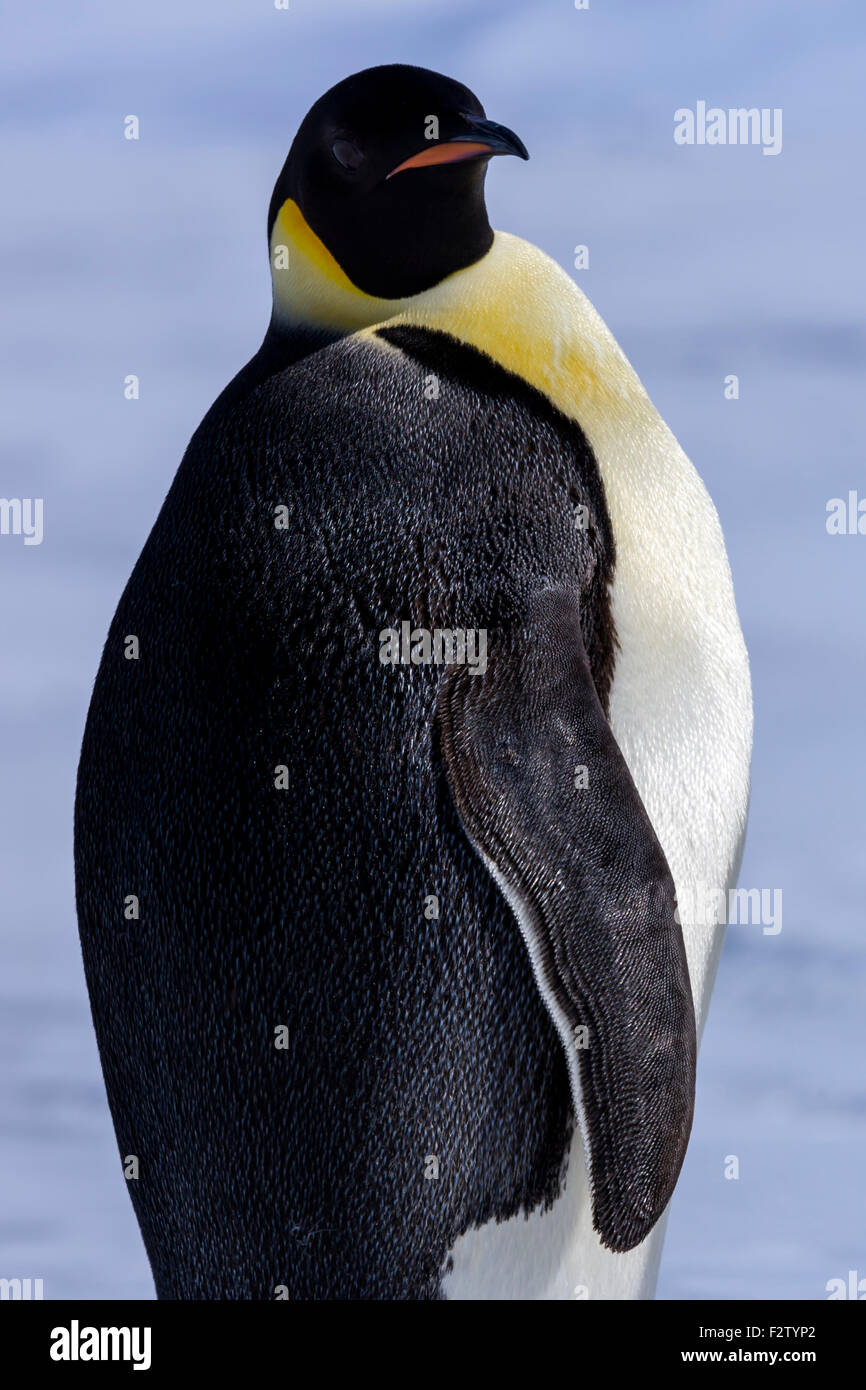 Antarktis-Kaiser Pinguine Aptenodytes forsteri Stockfoto