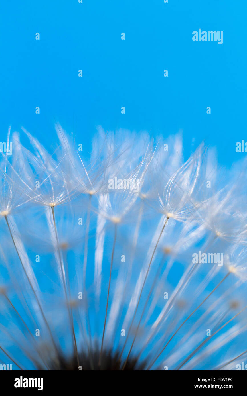 15.05.2015, Berlin, Berlin, Deutschland - Pappus von Löwenzahn. 0GB150515D120CAROEX. JPG - nicht für den Verkauf in G E R M A N Y, A U S T R ich Stockfoto