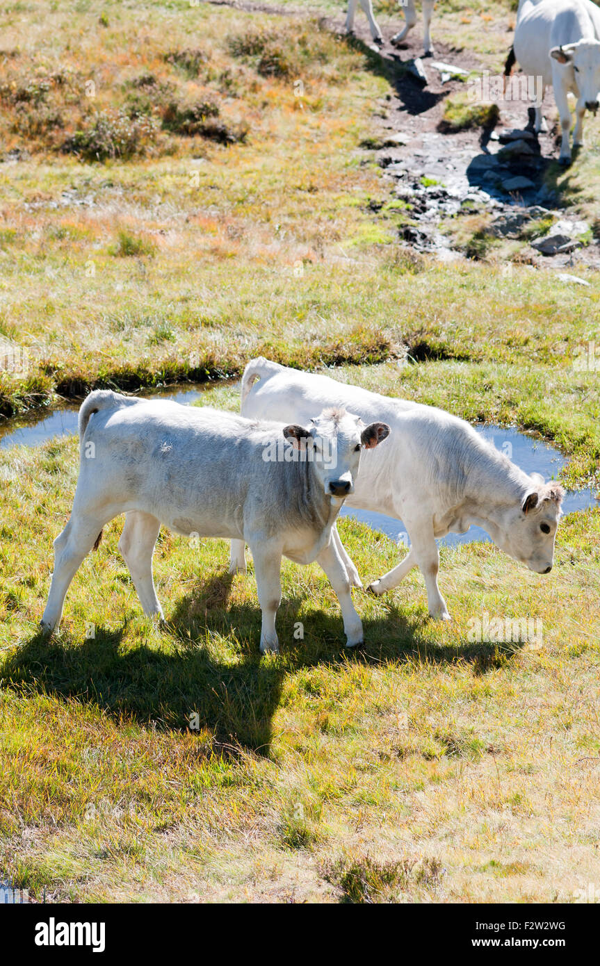 Porträt von Gascon Kühe in der Nähe von Rabassoles Seen wandern. Ascou Pailheres. Französische Pyrenäen. Ariege. Frankreich. Stockfoto