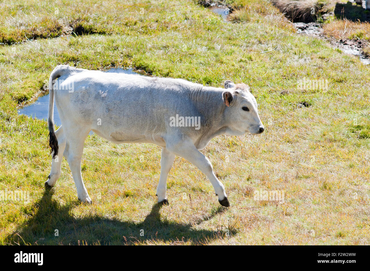 Porträt von Gascon Kuh zu Fuß in der Nähe von Rabassoles Seen. Ascou Pailheres. Französische Pyrenäen. Ariege. Frankreich. Stockfoto