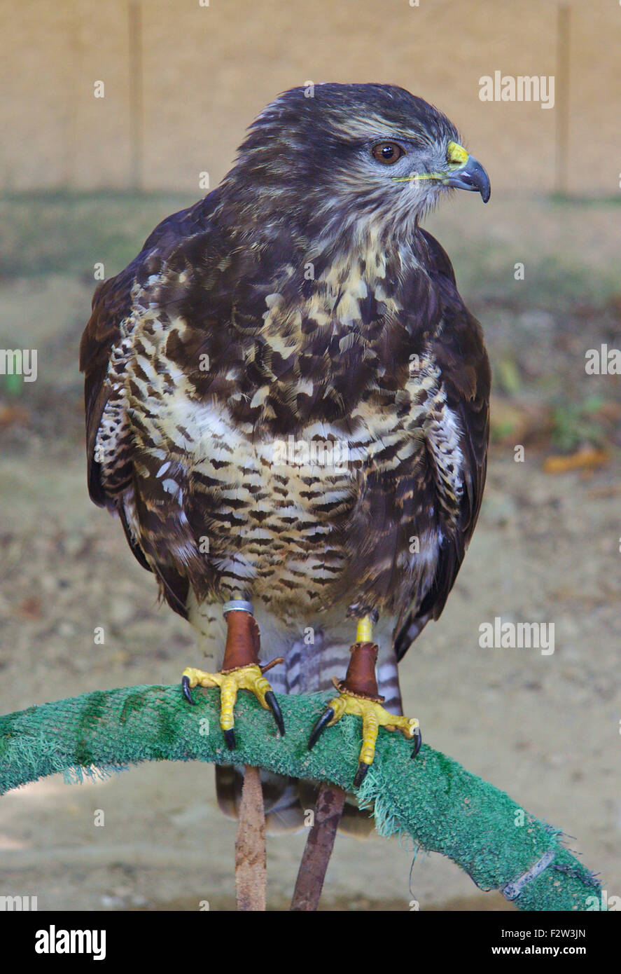 Bussard (Buteo Bureo) Stockfoto