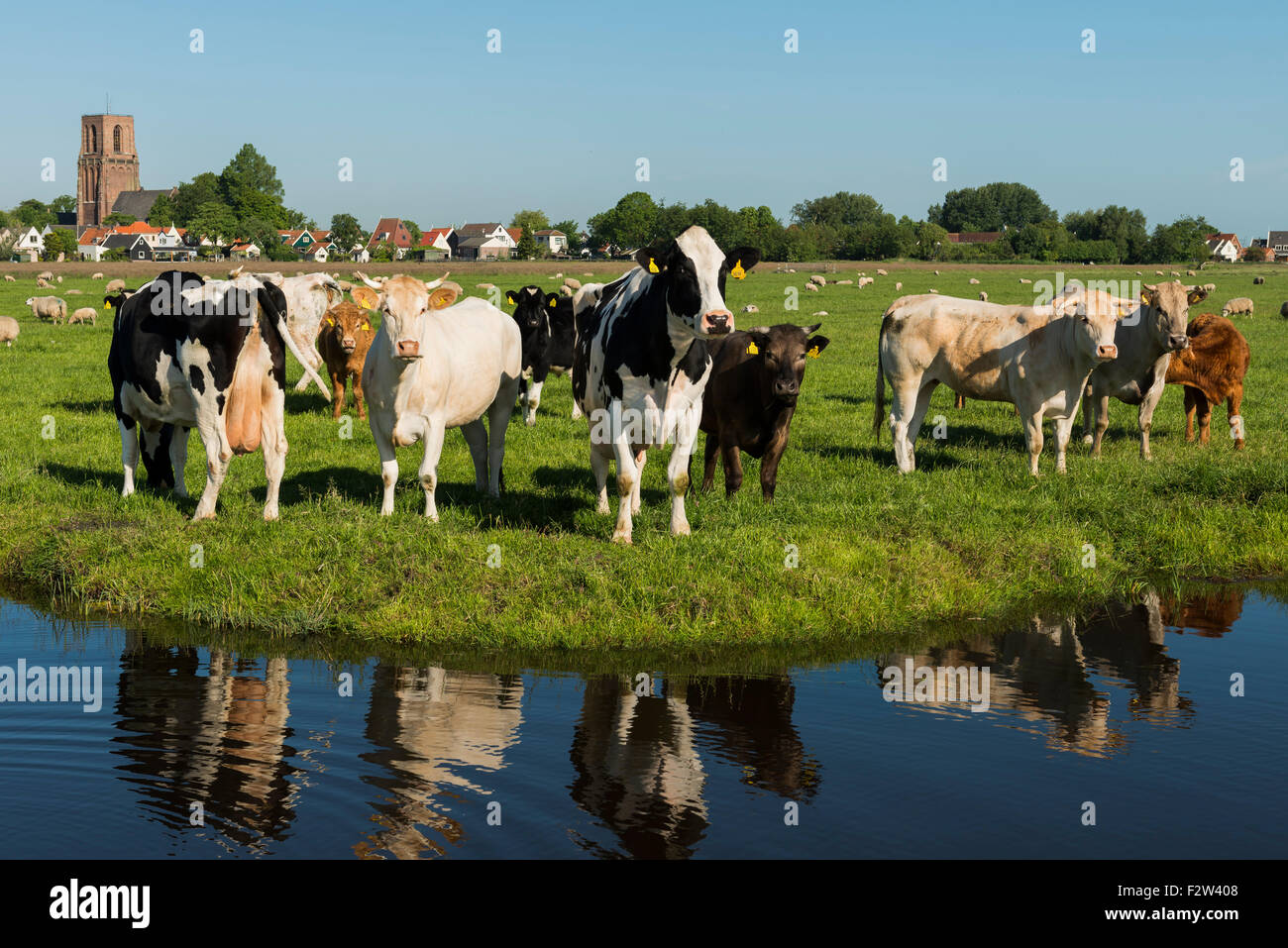 Ransdorp mit Kühen, Kirche und graben. Stockfoto