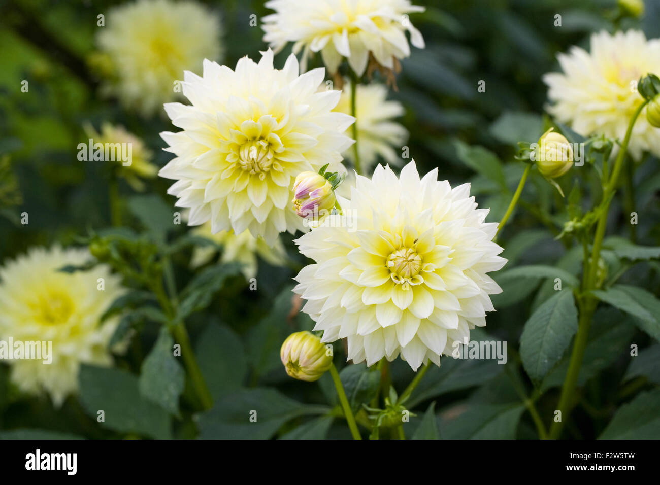 Blassgelbe Dahlia Blüten. Stockfoto