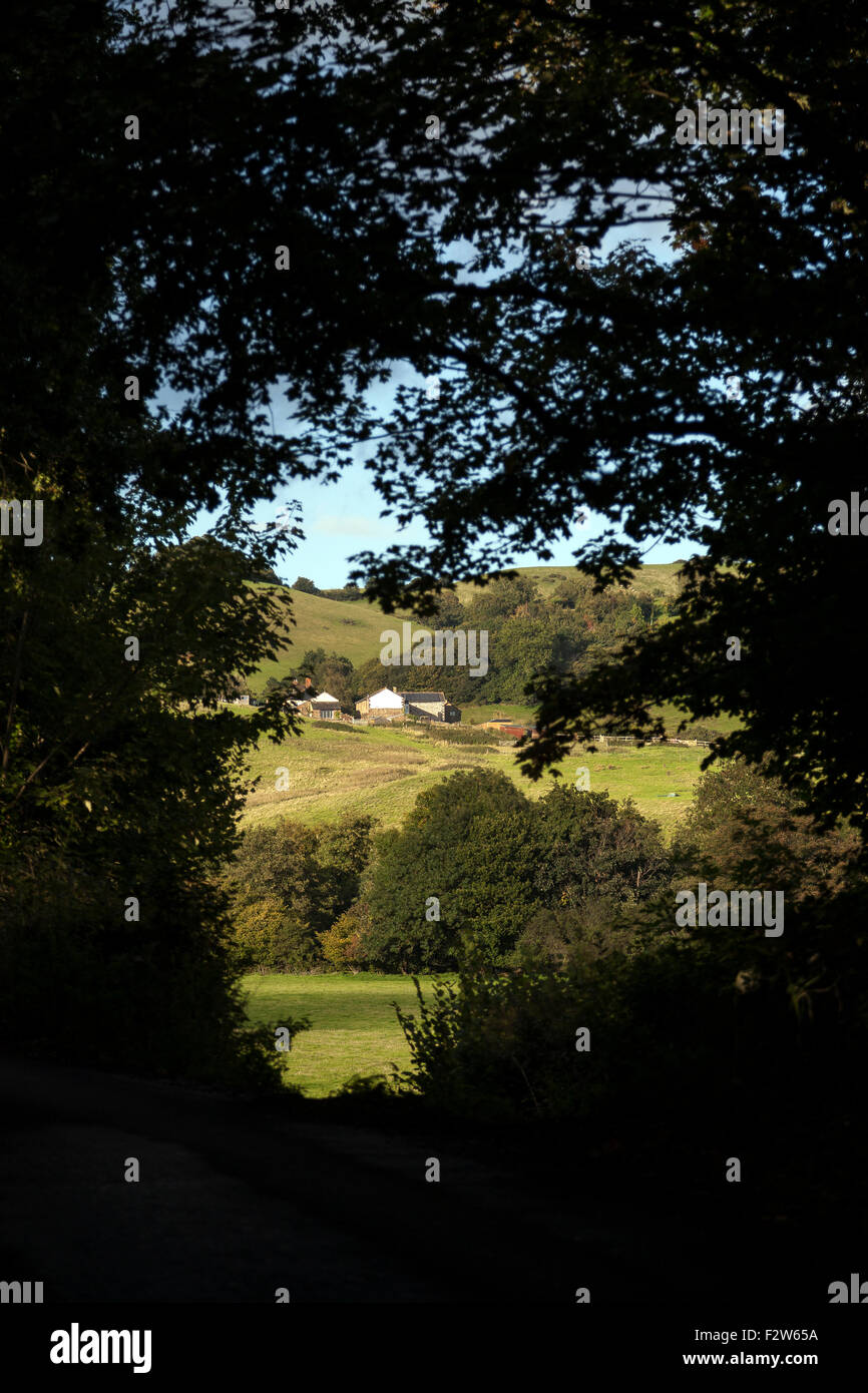 Die Felder auf die B193 Road im Teign Valley in der Nähe von Ashton Dartmoor National Park, Devon Banken Teign Valley, au überhängenden Bäumen Stockfoto