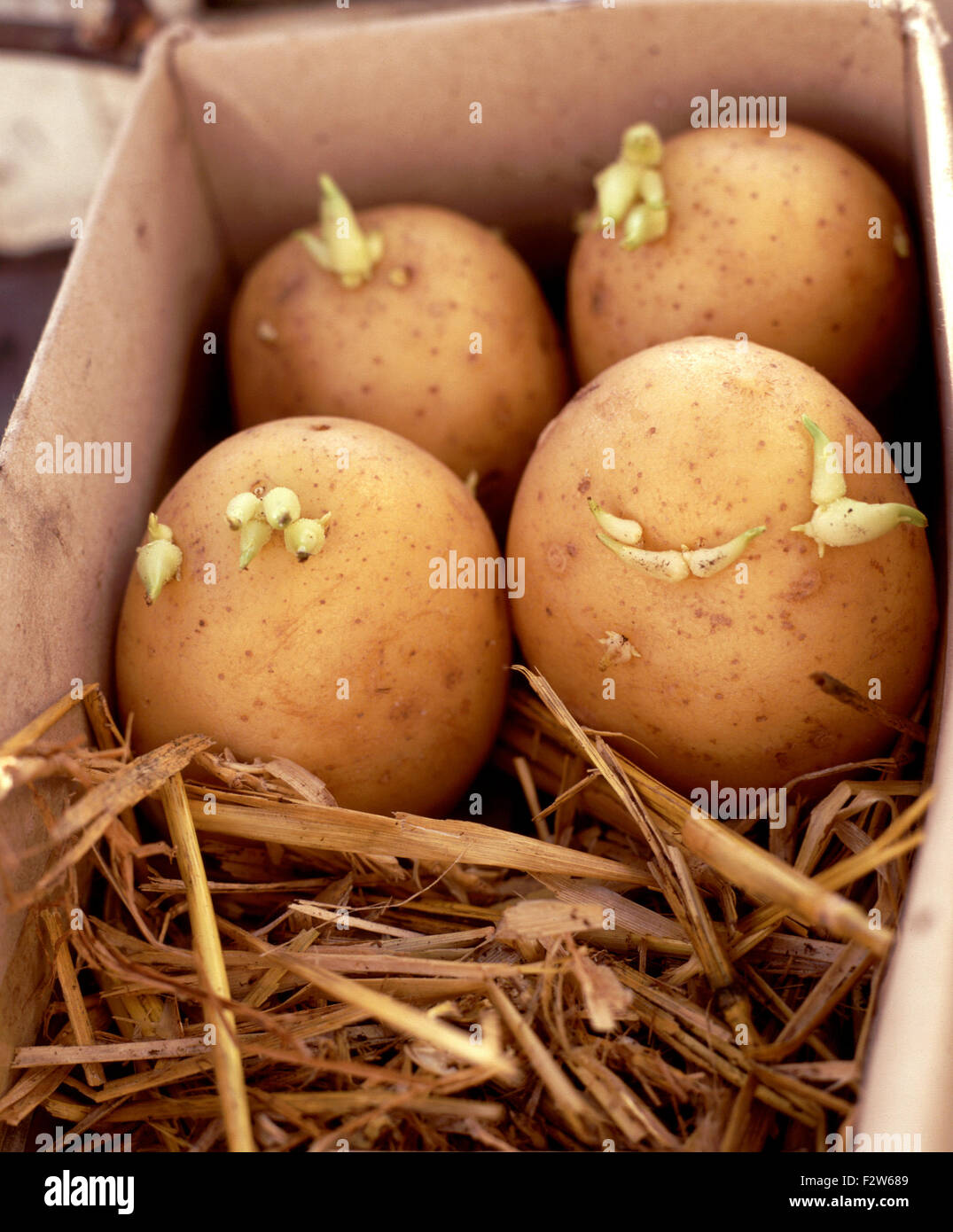 Sprießende Pflanzkartoffeln, die auf Strohhalm im Karton liegen Stockfoto