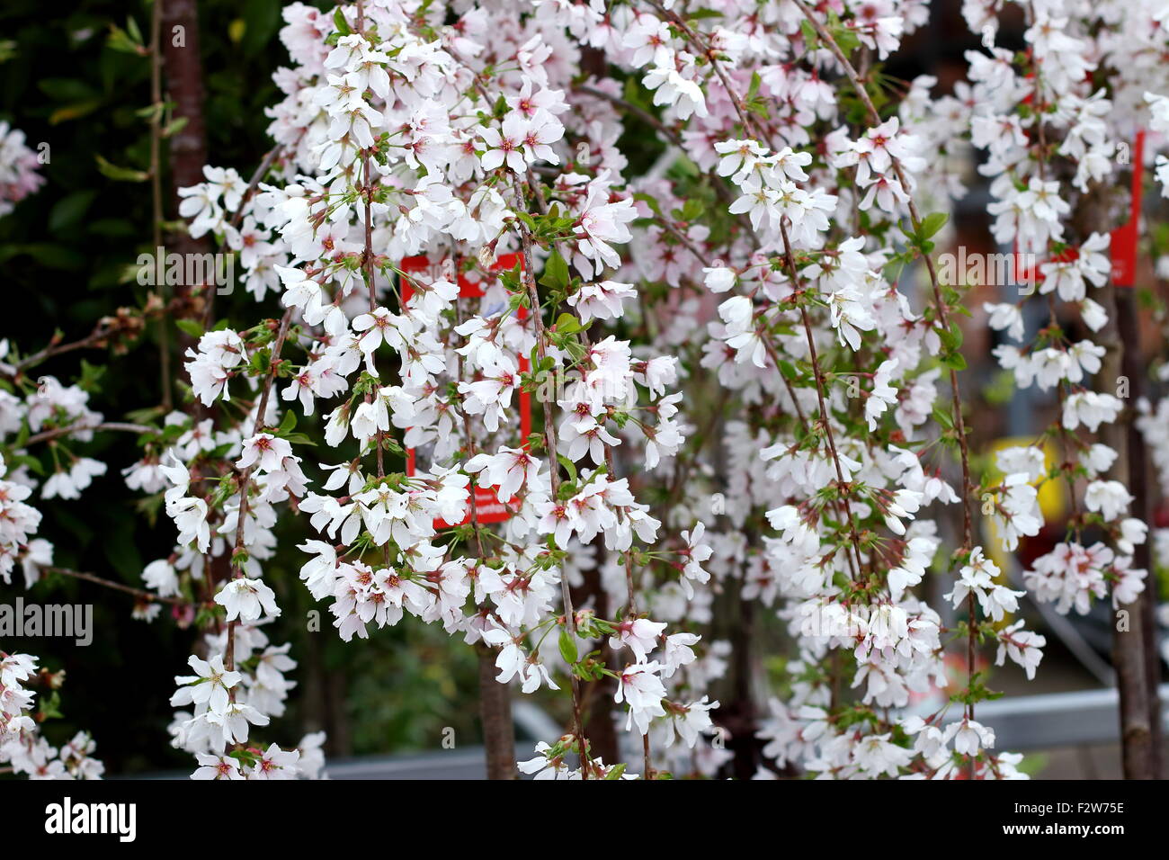 Prunus Snofozam oder auch bekannt als Schnee Brunnen weinend Kirsche Stockfoto