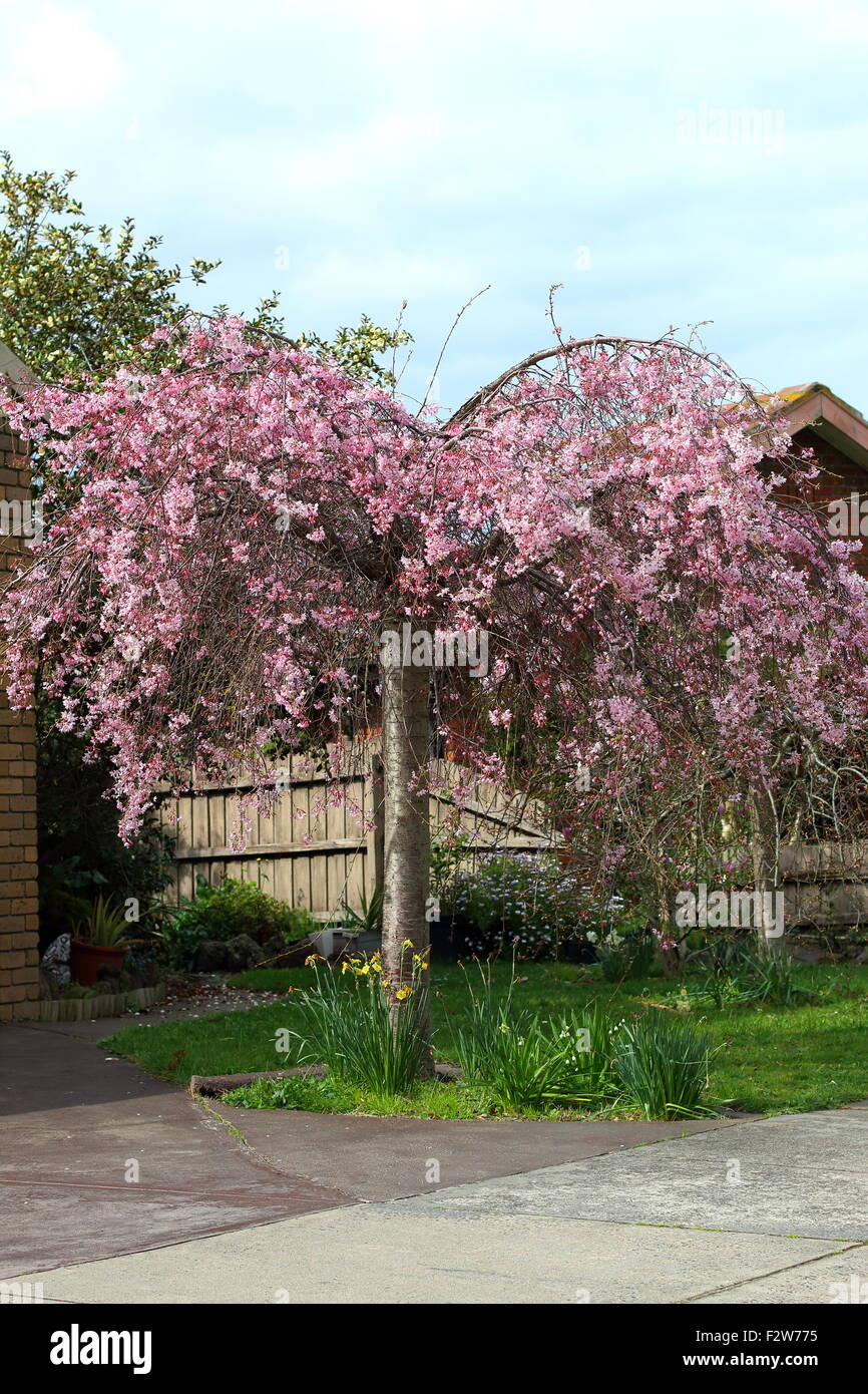Weinend Kirschbaum in voller Blüte rosa Stockfoto