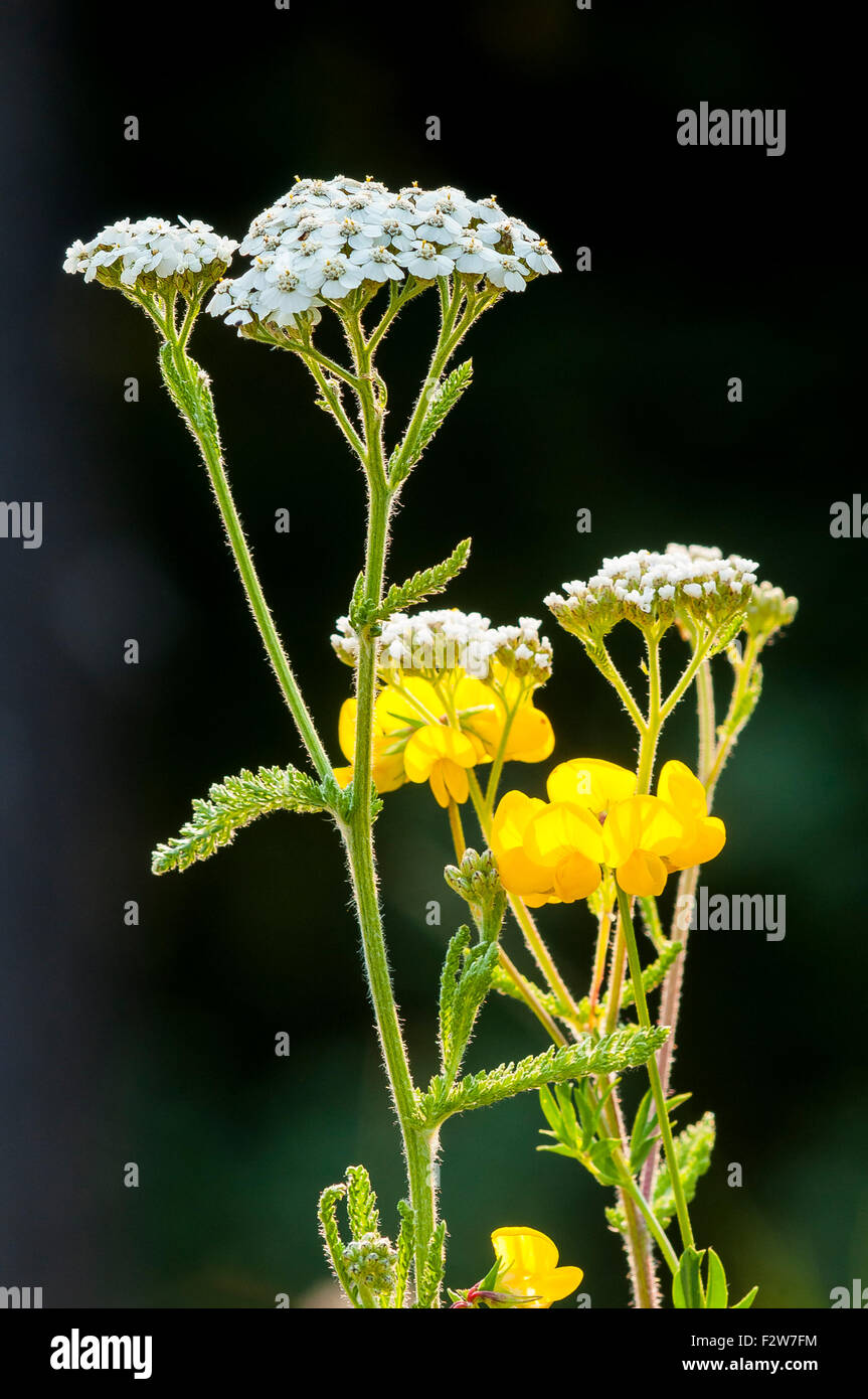 Schafgarbe (Achillea Millefolium) und des Vogels Fuß Kleeblatt, (Lotus Corniculatus) Stockfoto