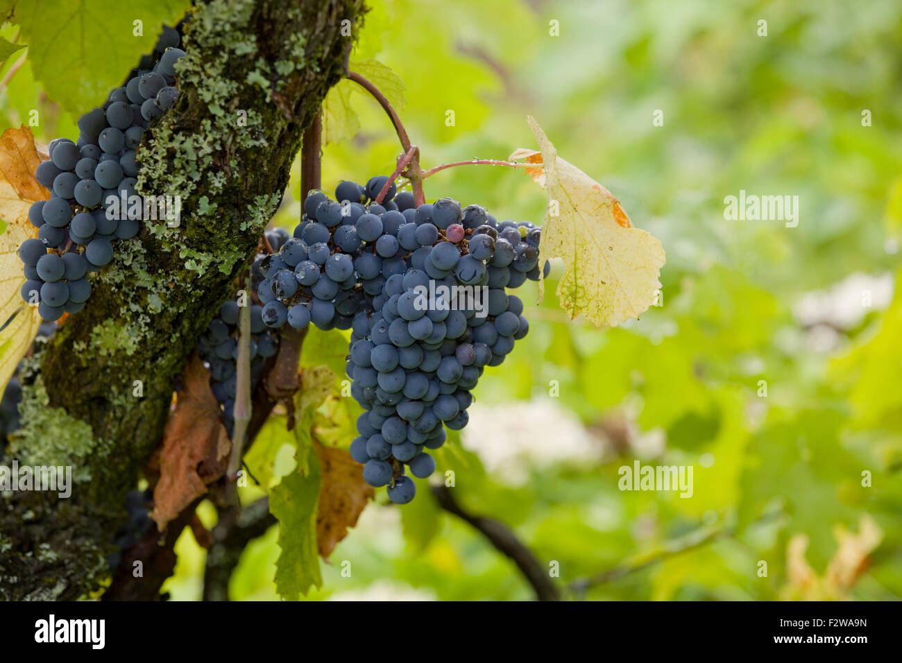 Weingut Detail, Minho Region nördlich von Portugal Stockfoto