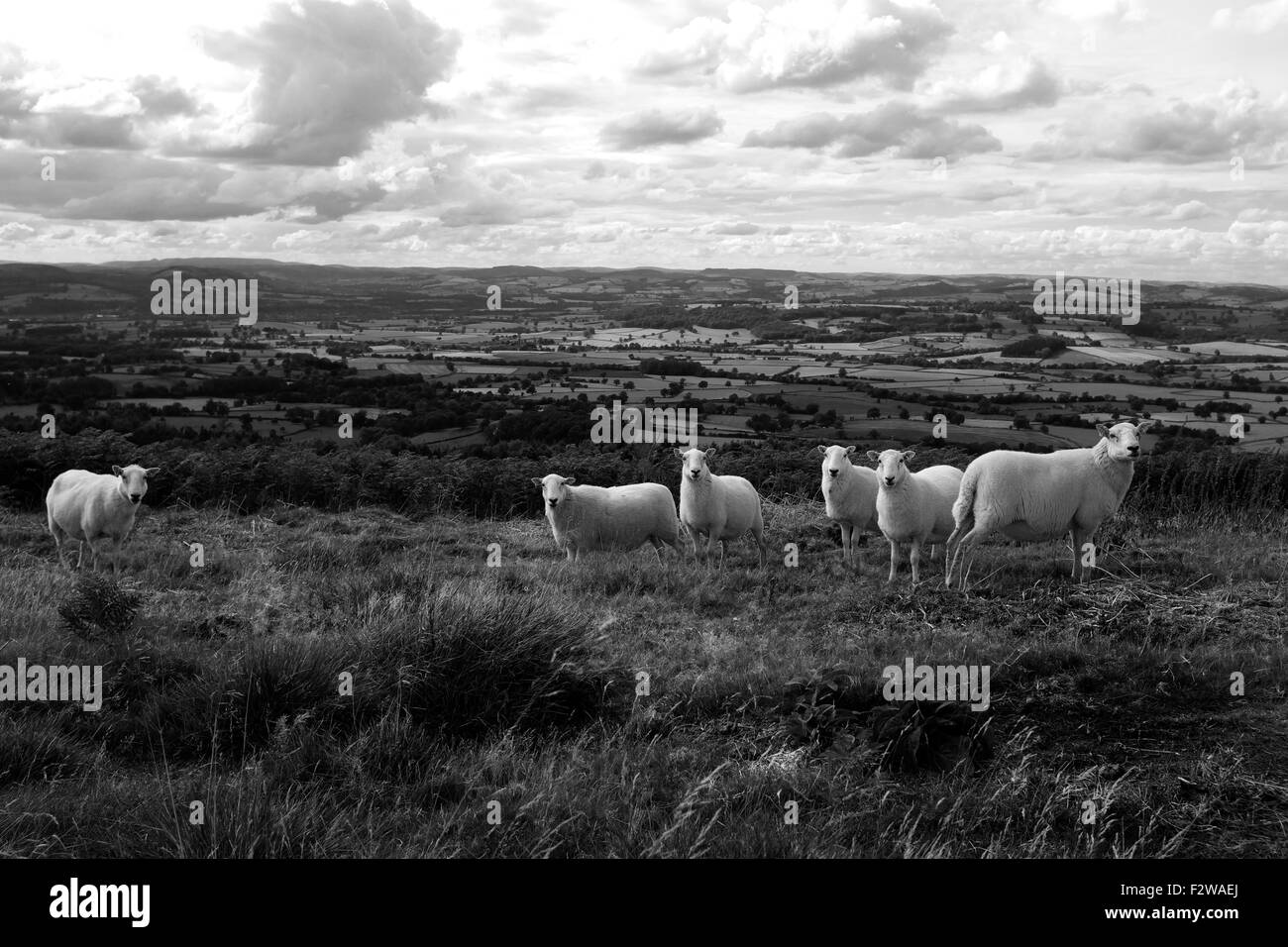 Schafe auf Titterstone Clee Hill, Shropshire, England, UK Stockfoto