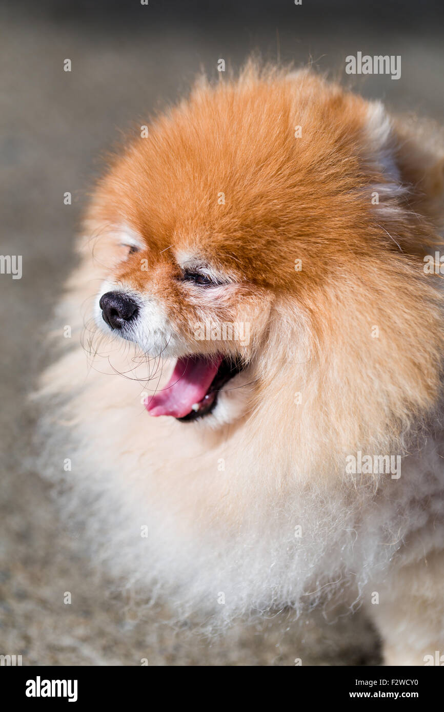 Pommerschen Hund hübsch Gesicht Nahaufnahme Schuss. Stockfoto