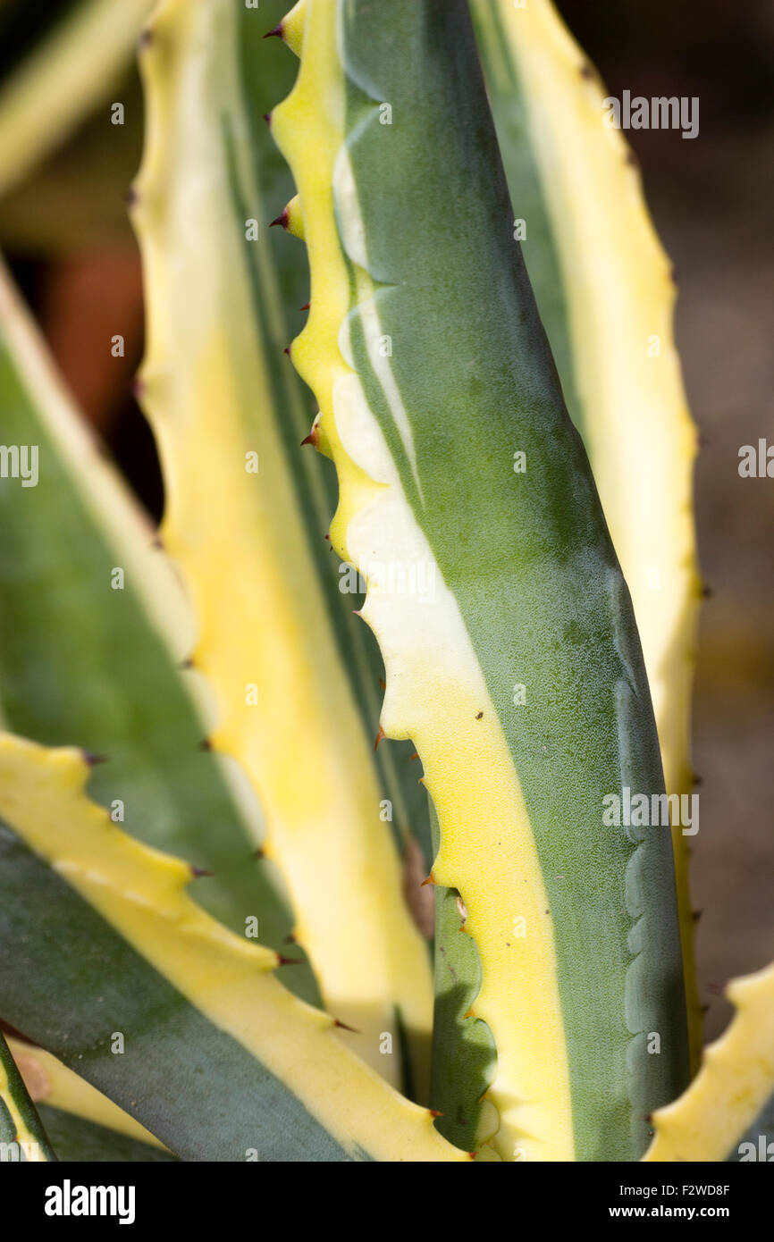 Gelbe Rnder auf die stacheligen Bltter in die Rosette von den bunten  Jahrhundertpflanze, Agave Americana 'Marginata' Stockfotografie - Alamy
