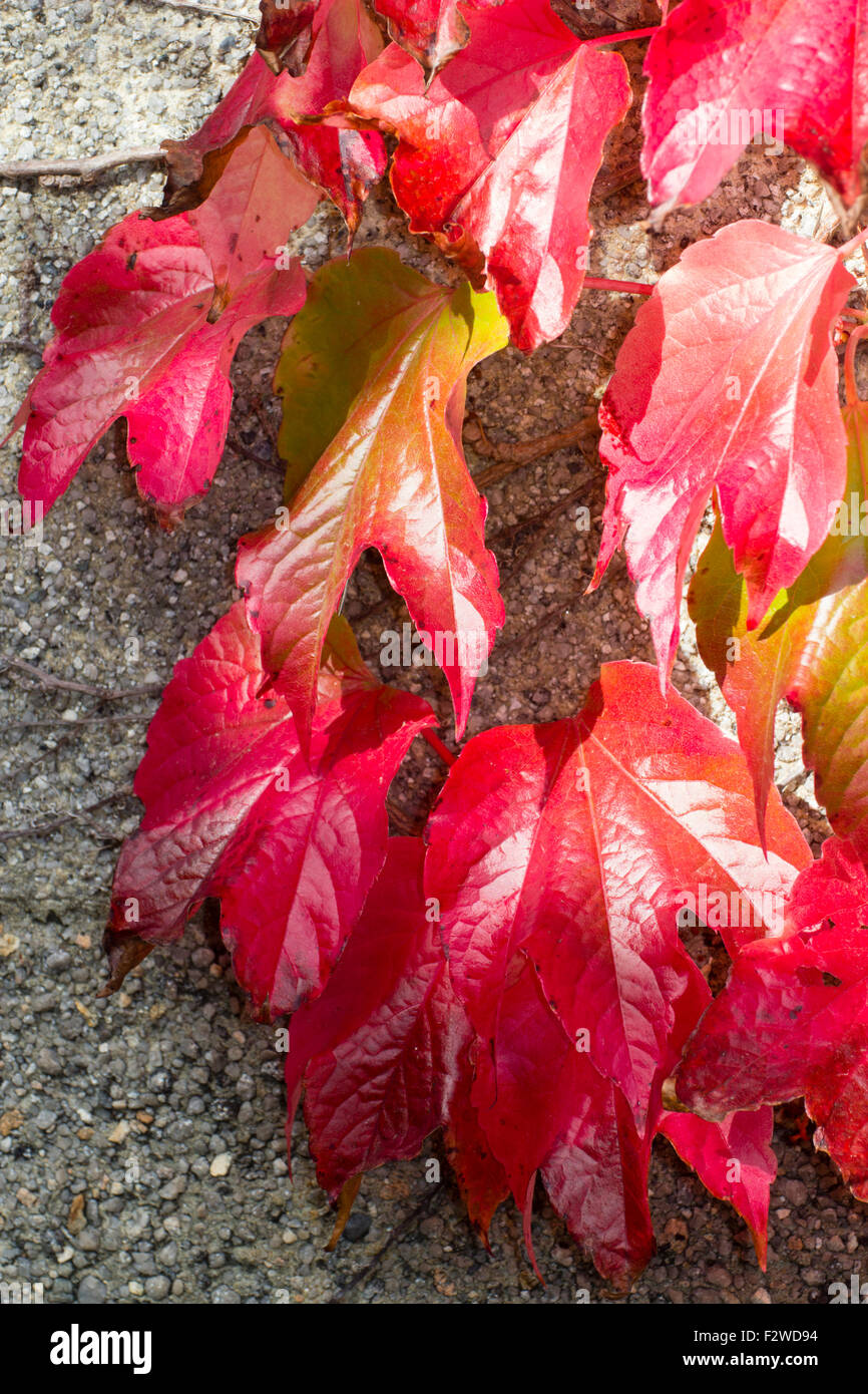 Leuchtend scharlachrot Herbst Färbung des holzig, selbst Klammern Kletterer, Parthenocissus Tricuspidata, Boston-Efeu Stockfoto
