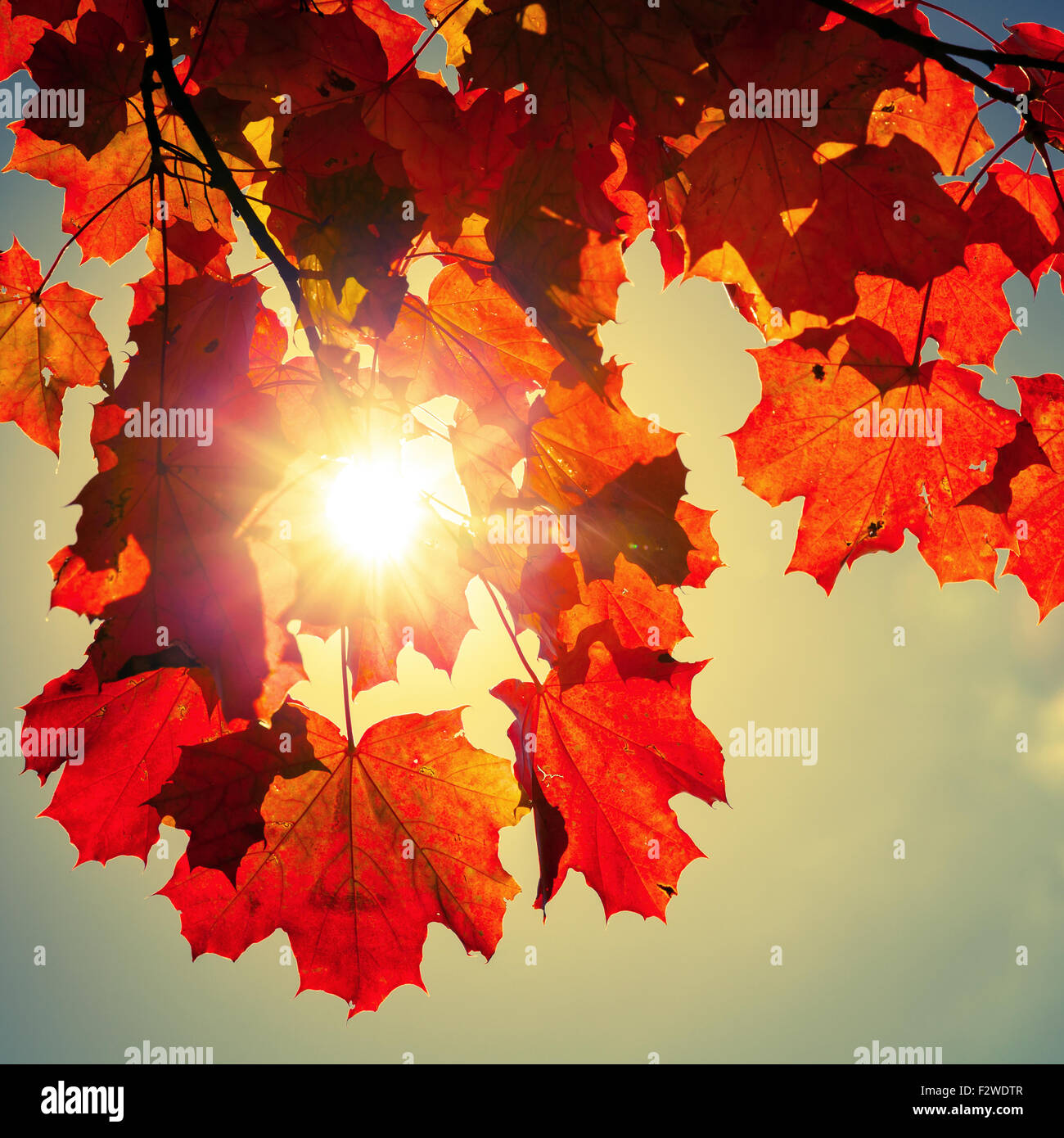 Sonne durch rote Ahornblätter, quadratischen Retro-getönten Fotohintergrund Herbst Stockfoto