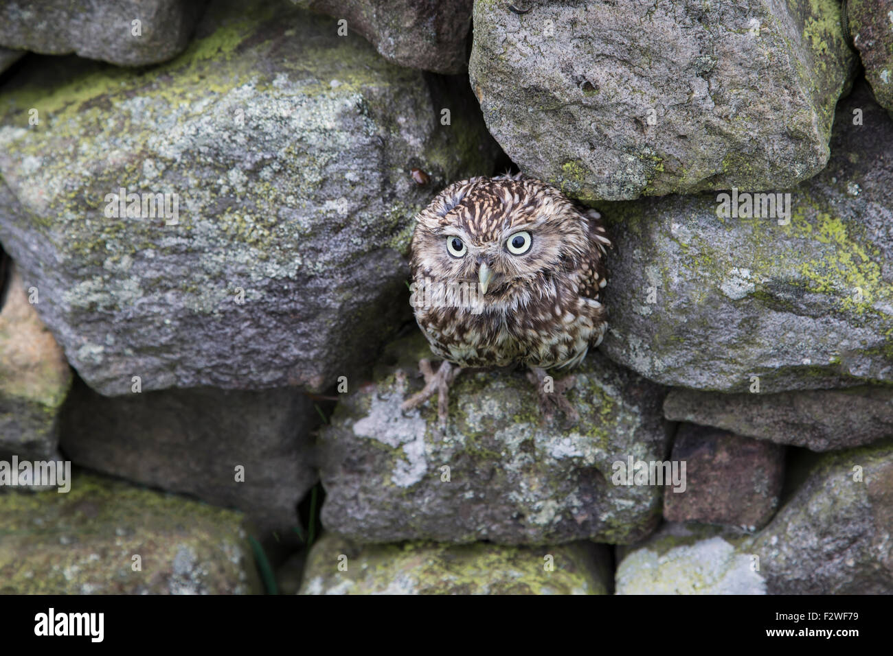 Steinkauz Athene Noctua in den Spalten einer Trockensteinmauer hautnah Stockfoto